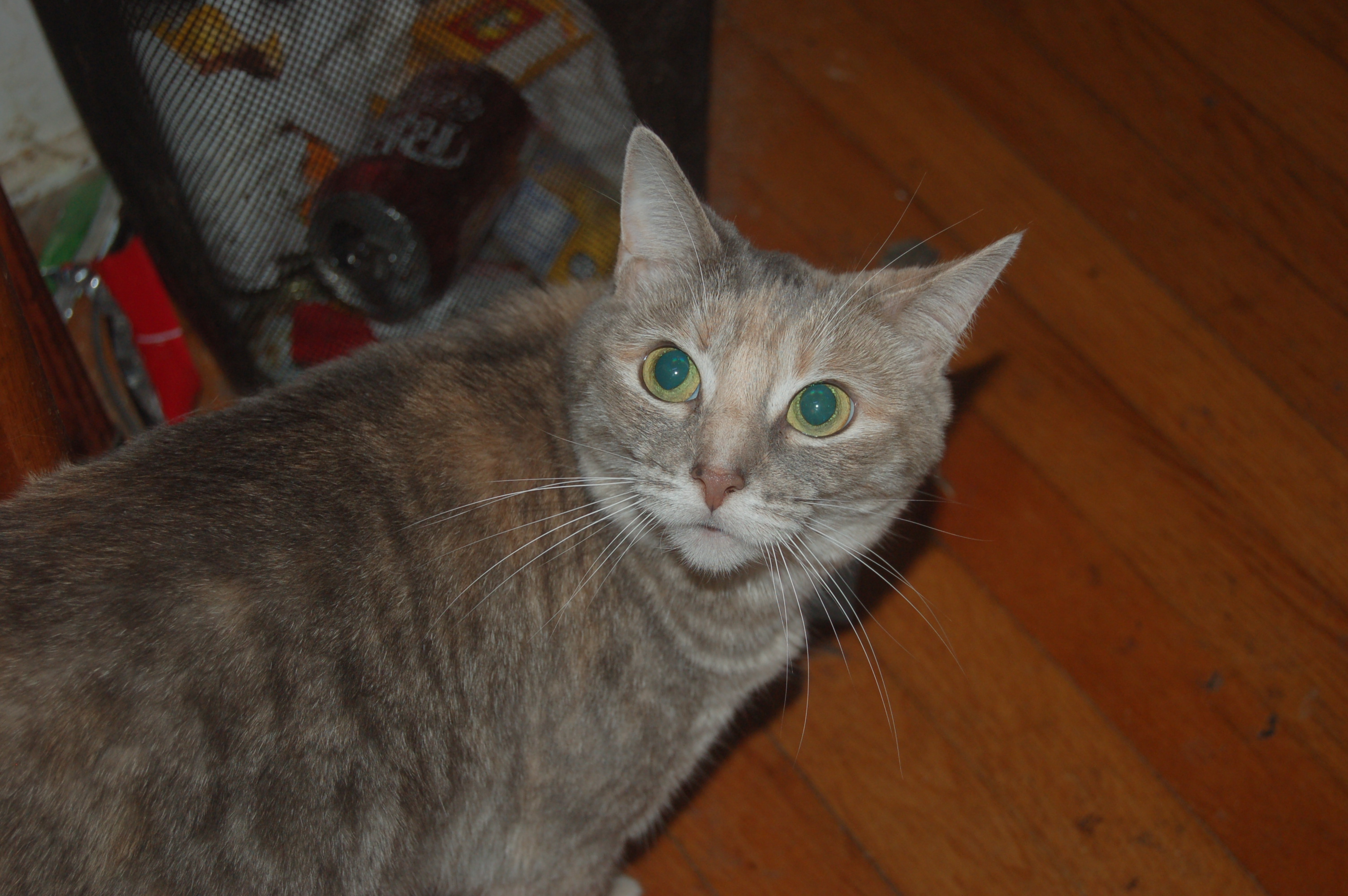 Explorer the Cat