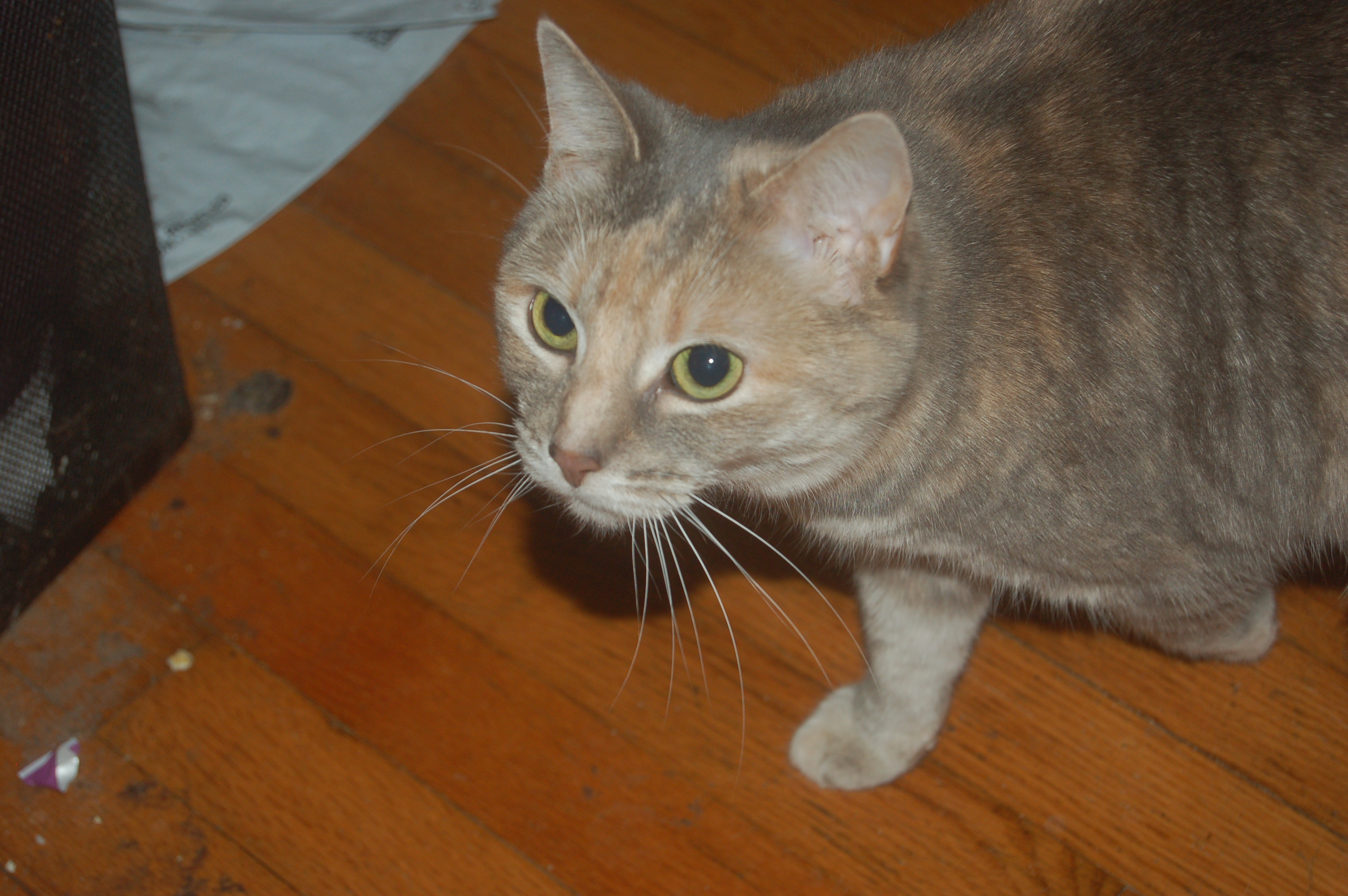 Explorer the Cat