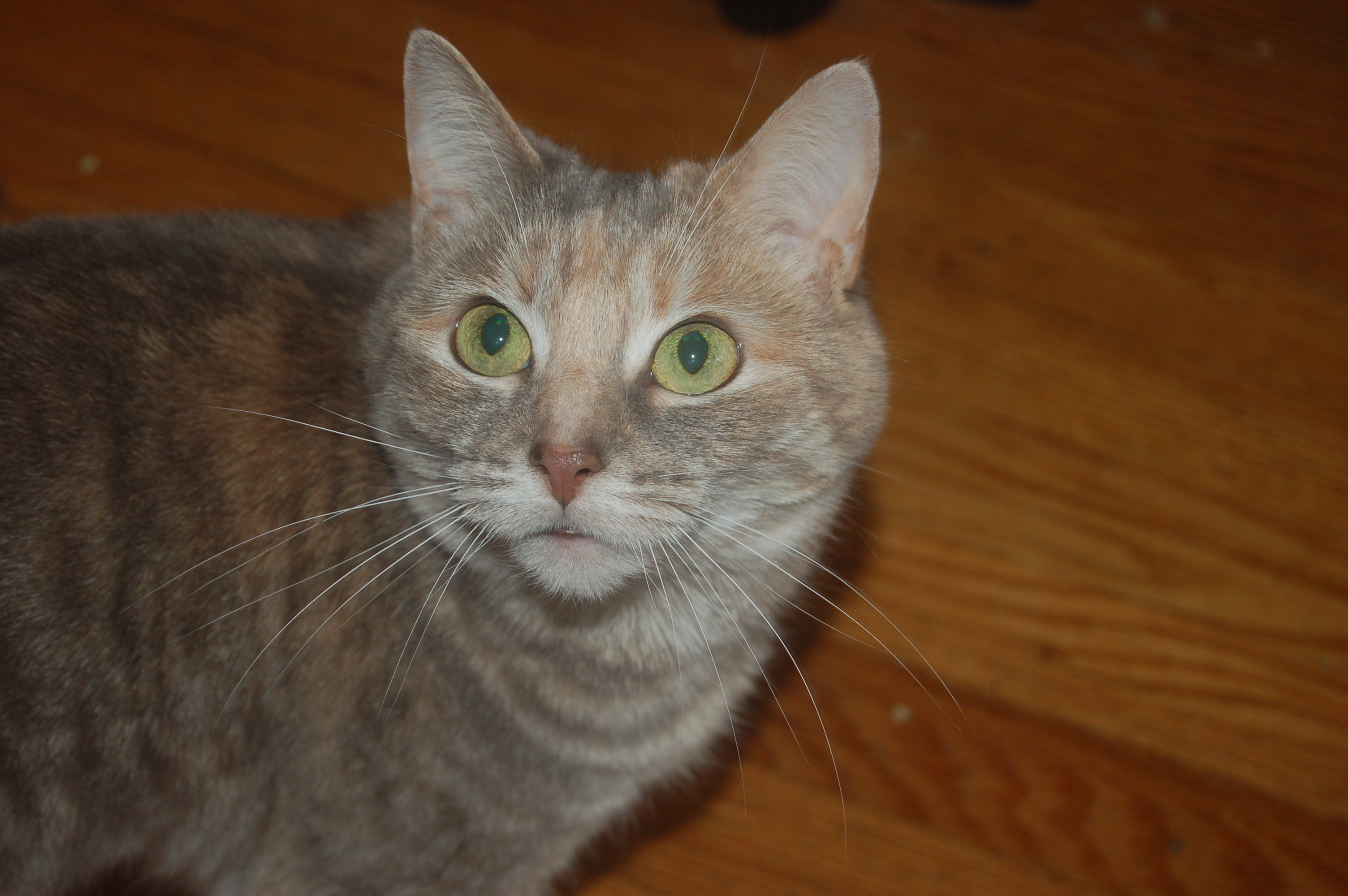 Explorer the Cat