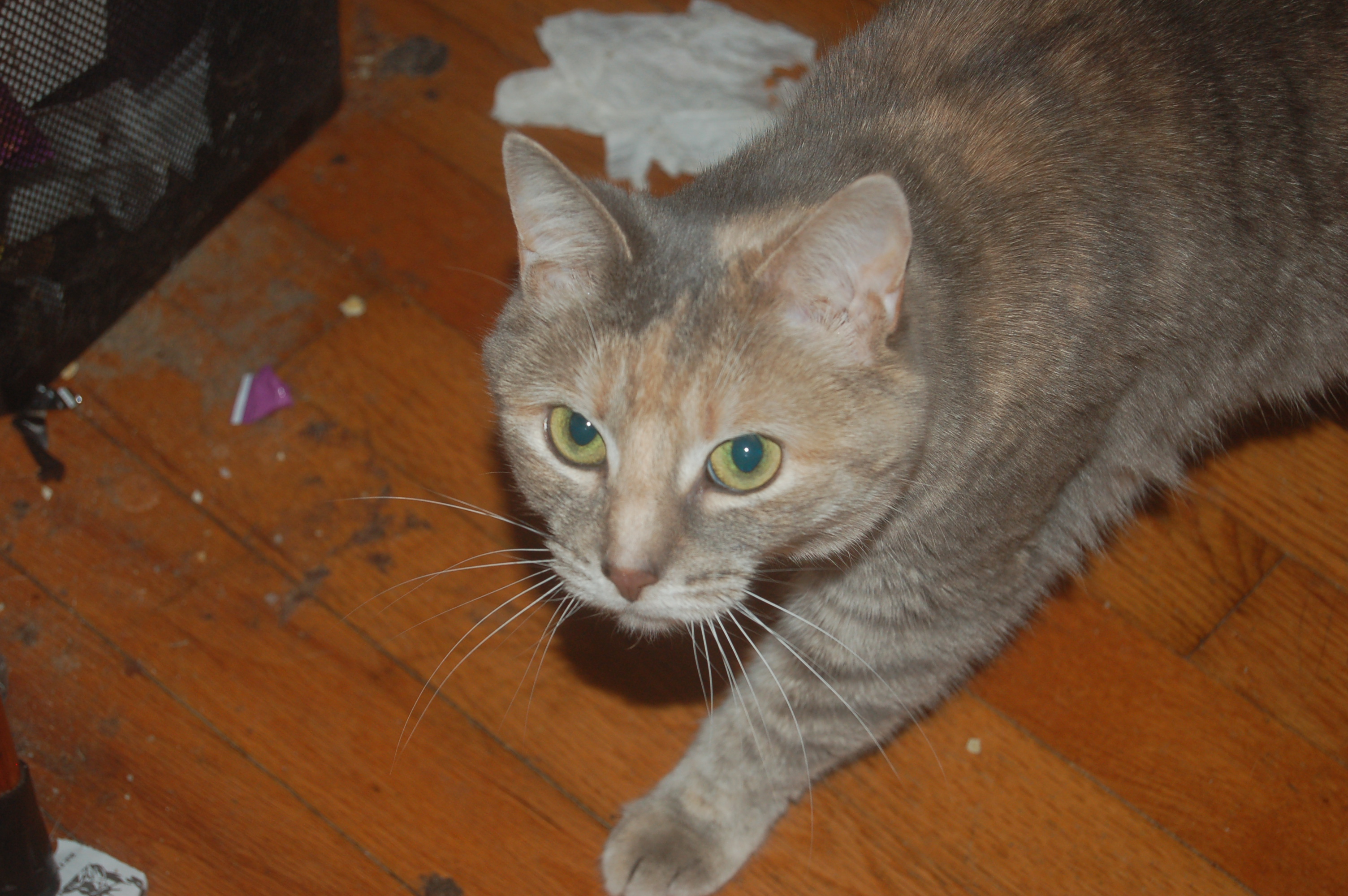 Explorer the Cat