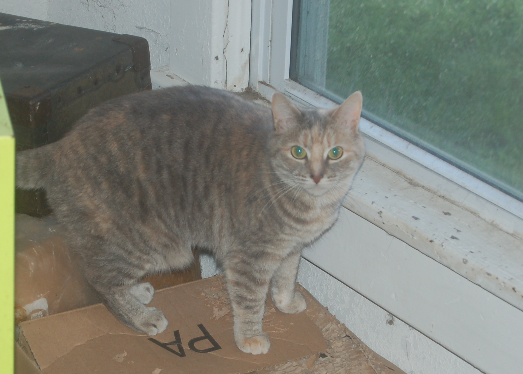 Explorer the Cat