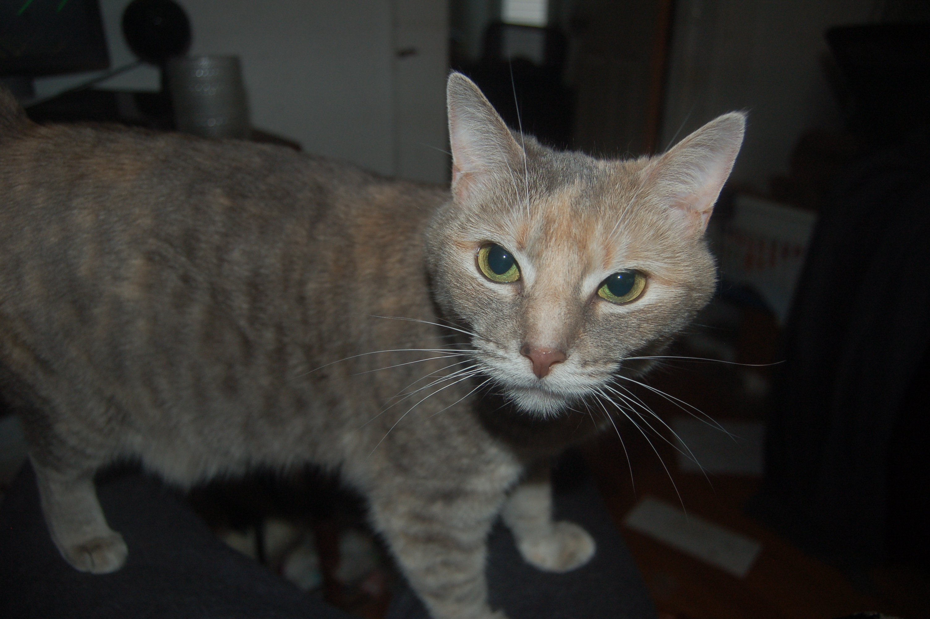 Explorer the Cat