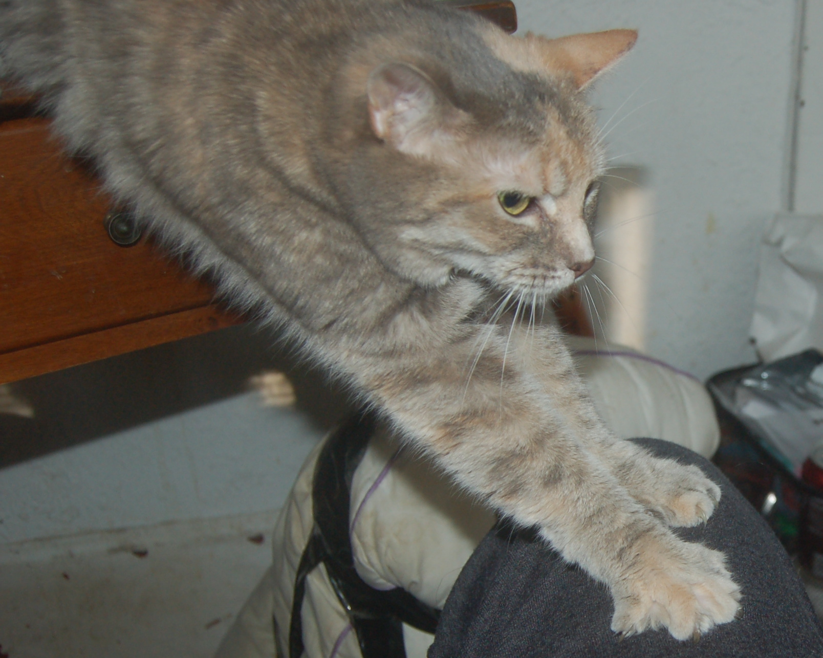Explorer the Cat
