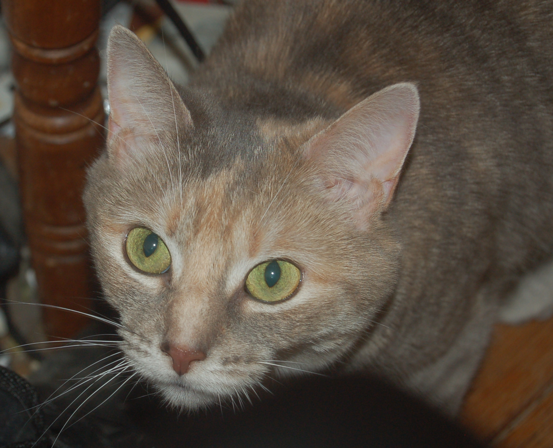 Explorer the Cat