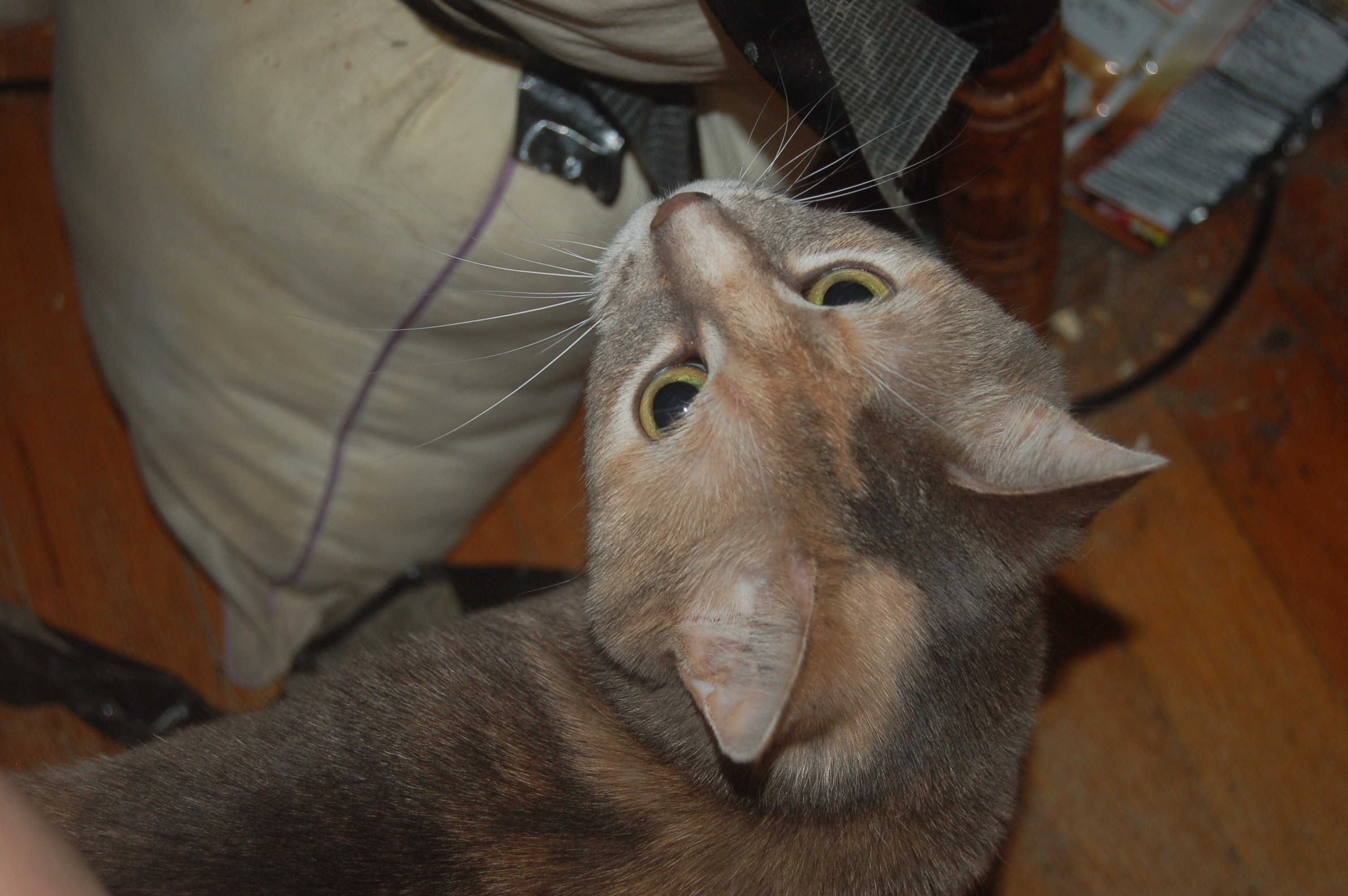 Explorer the Cat
