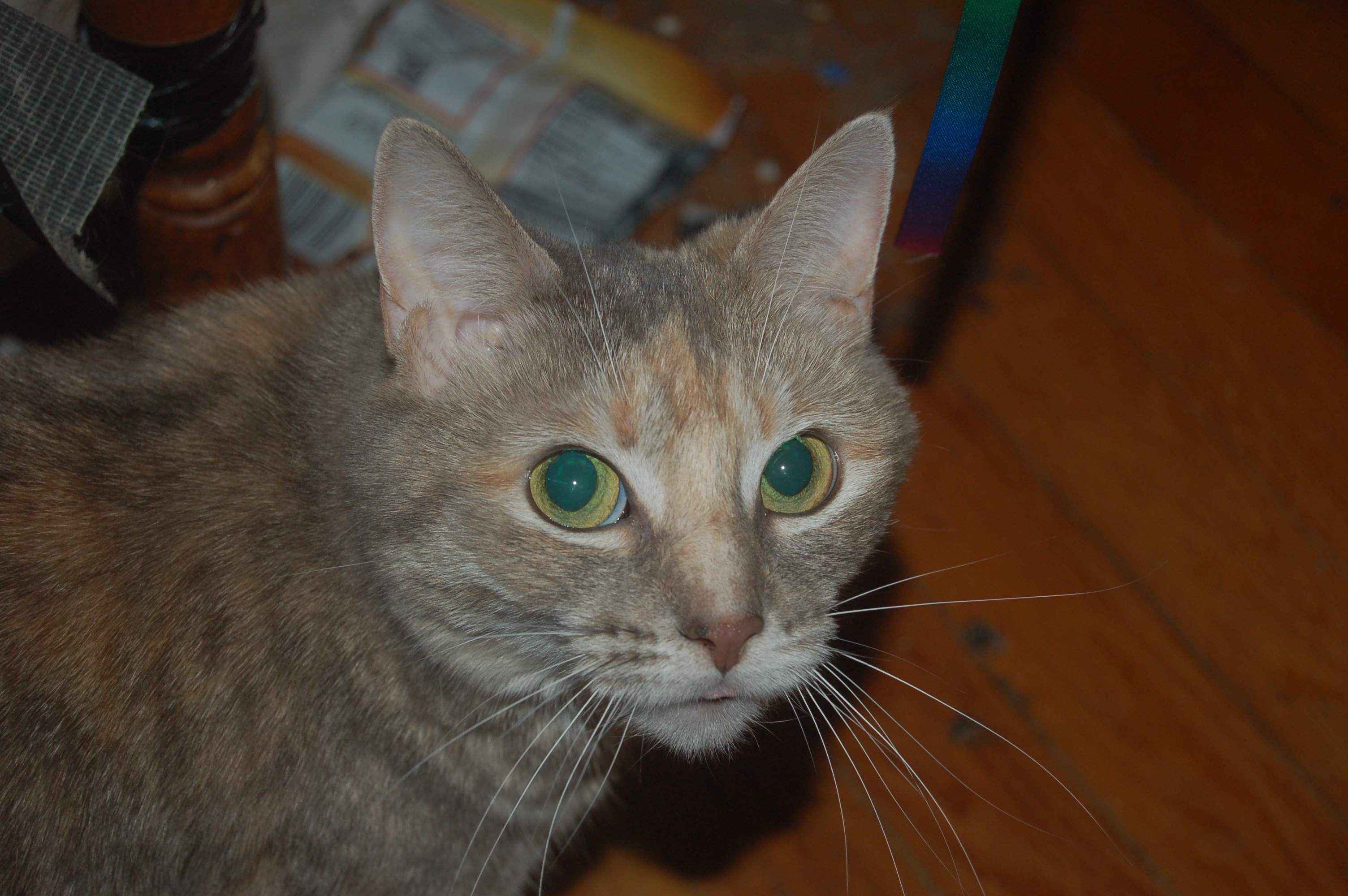 Explorer the Cat