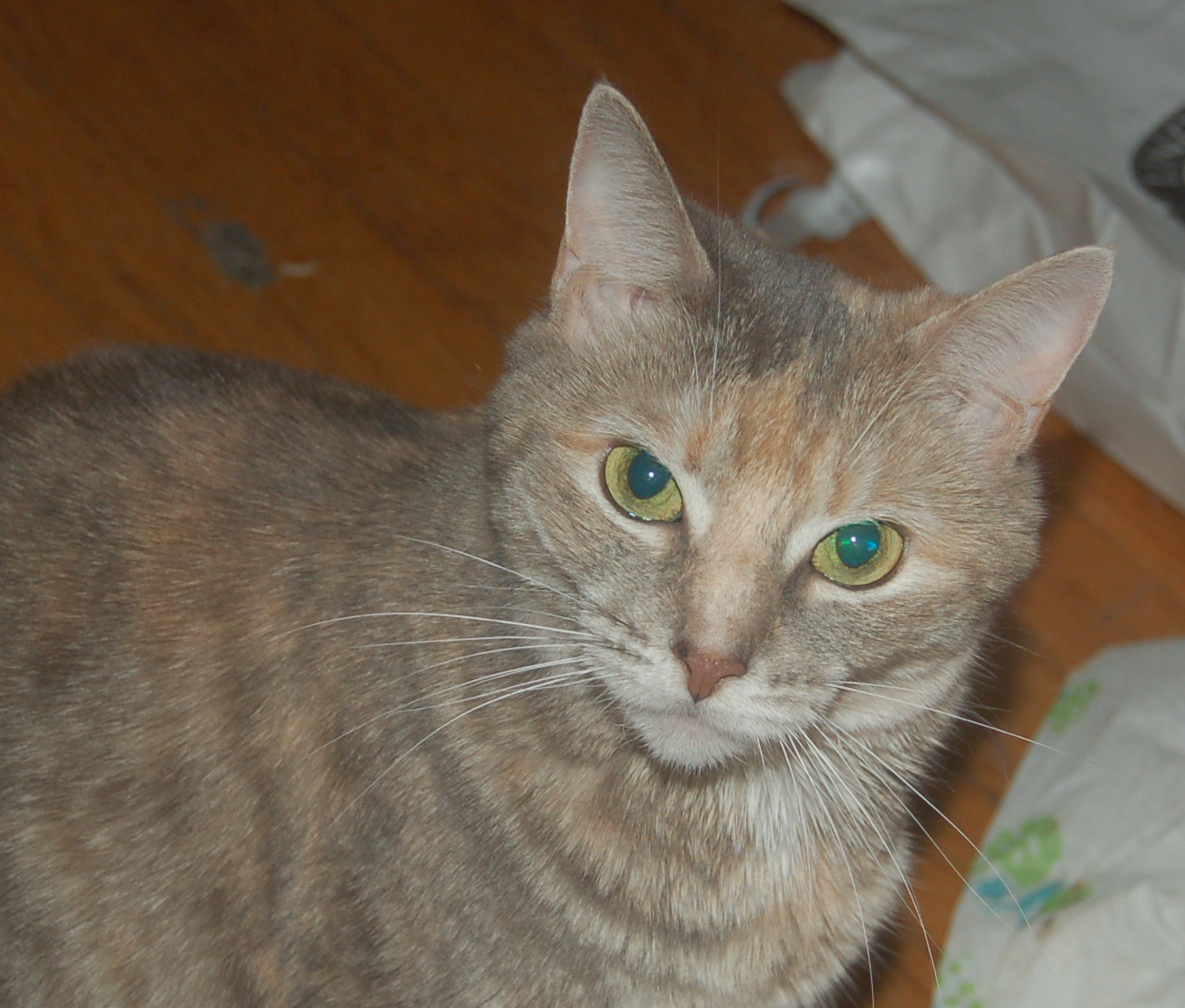 Explorer the Cat