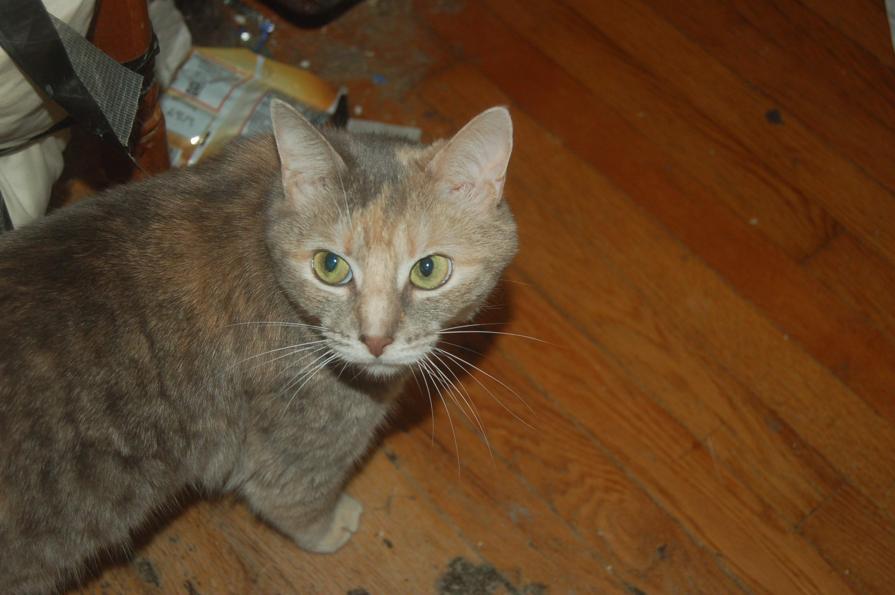 Explorer the Cat