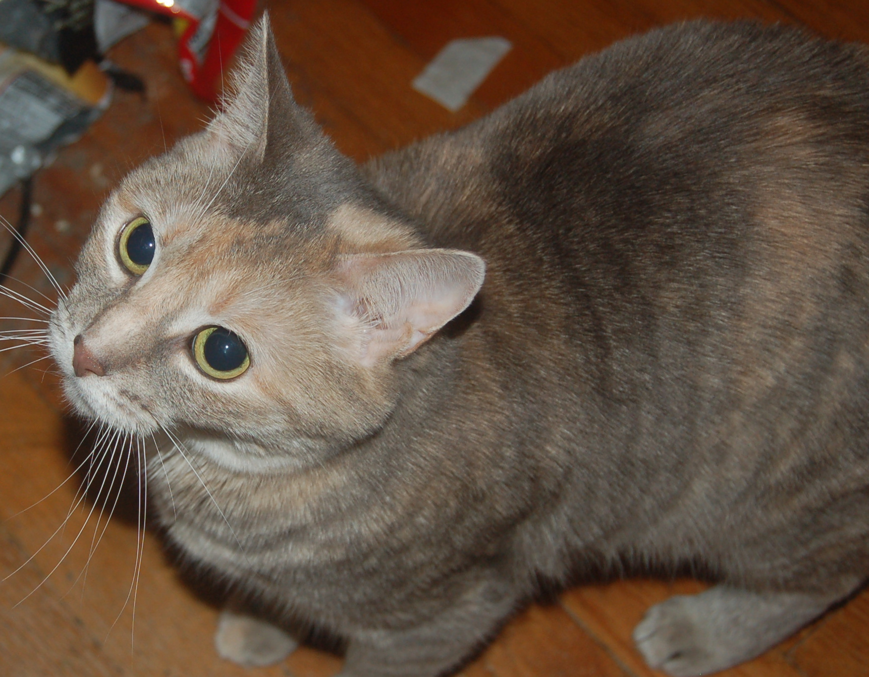 Explorer the Cat