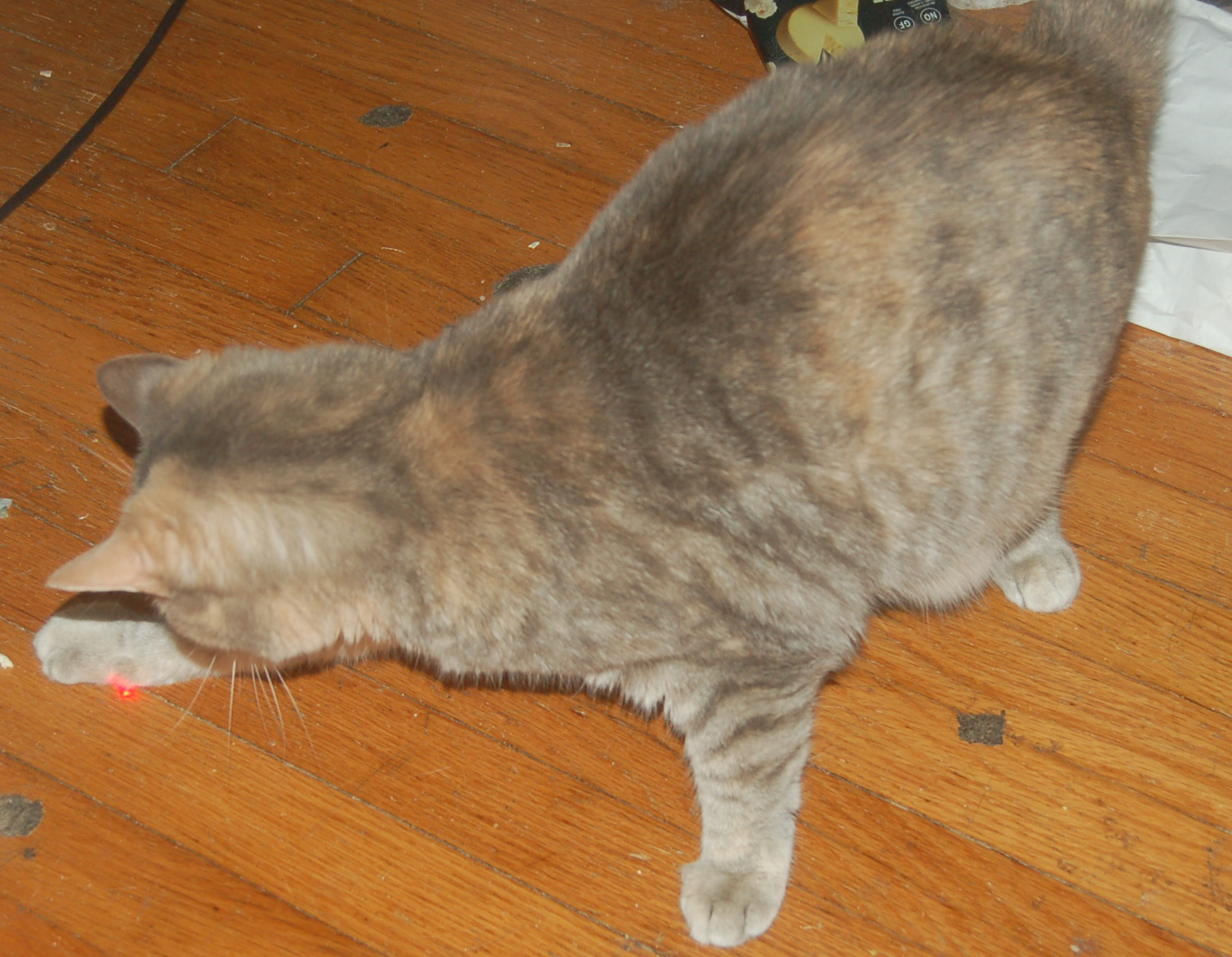 Explorer the Cat
