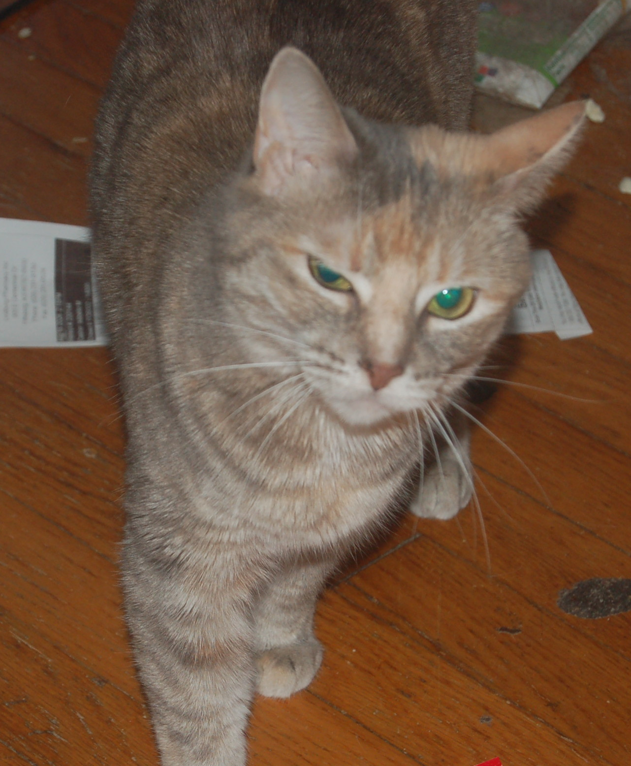 Explorer the Cat