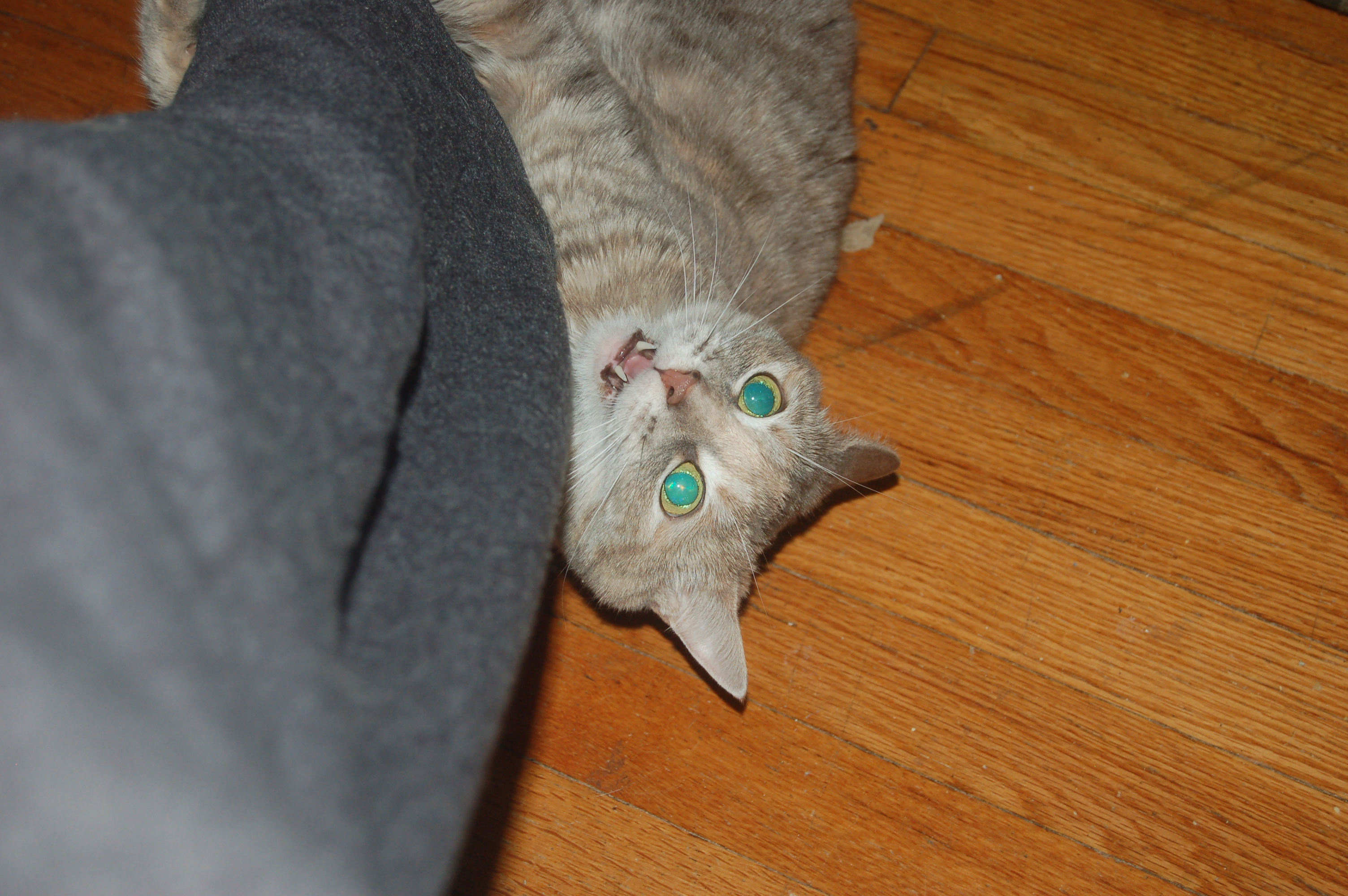 Explorer the Cat