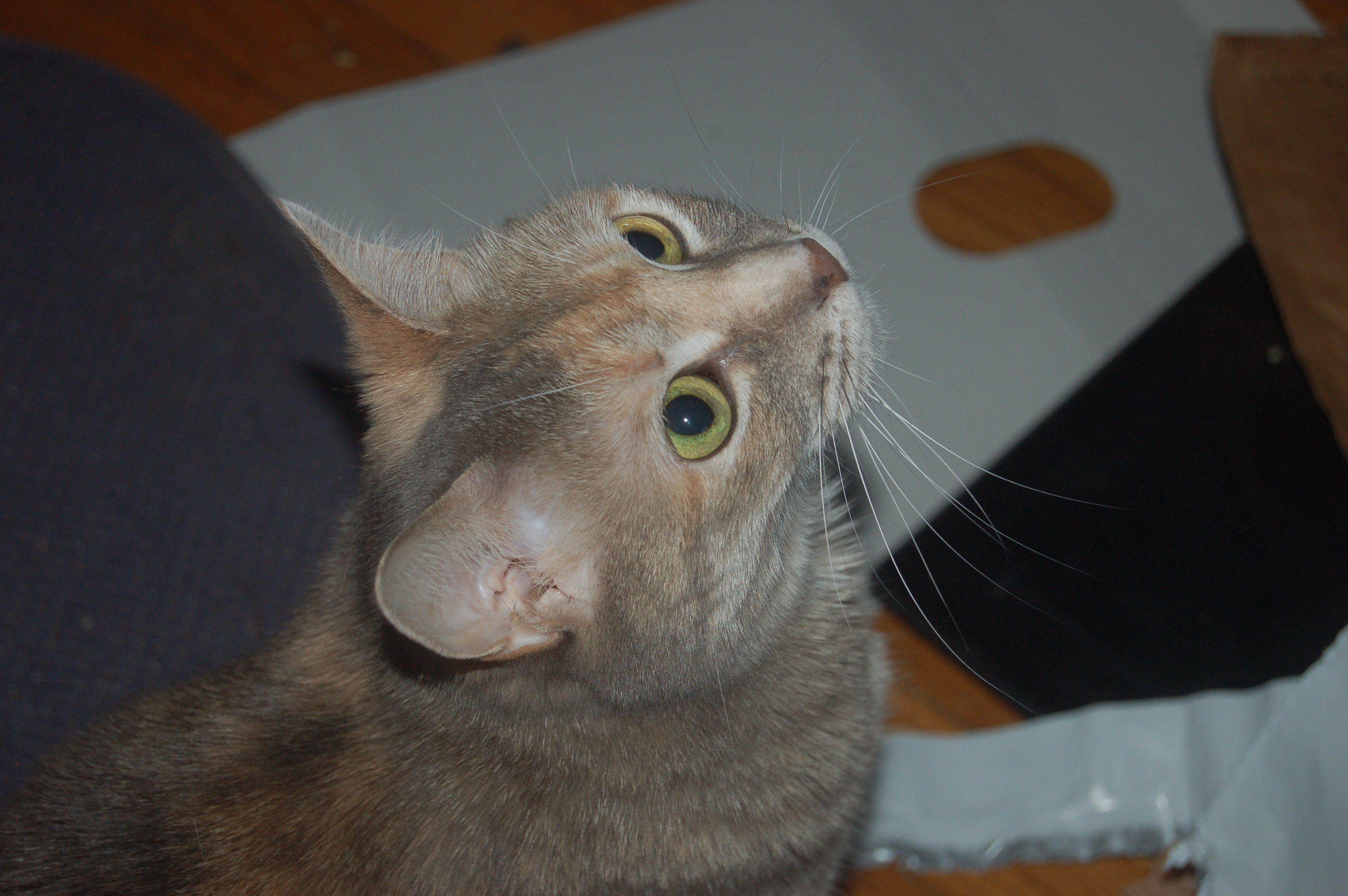 Explorer the Cat