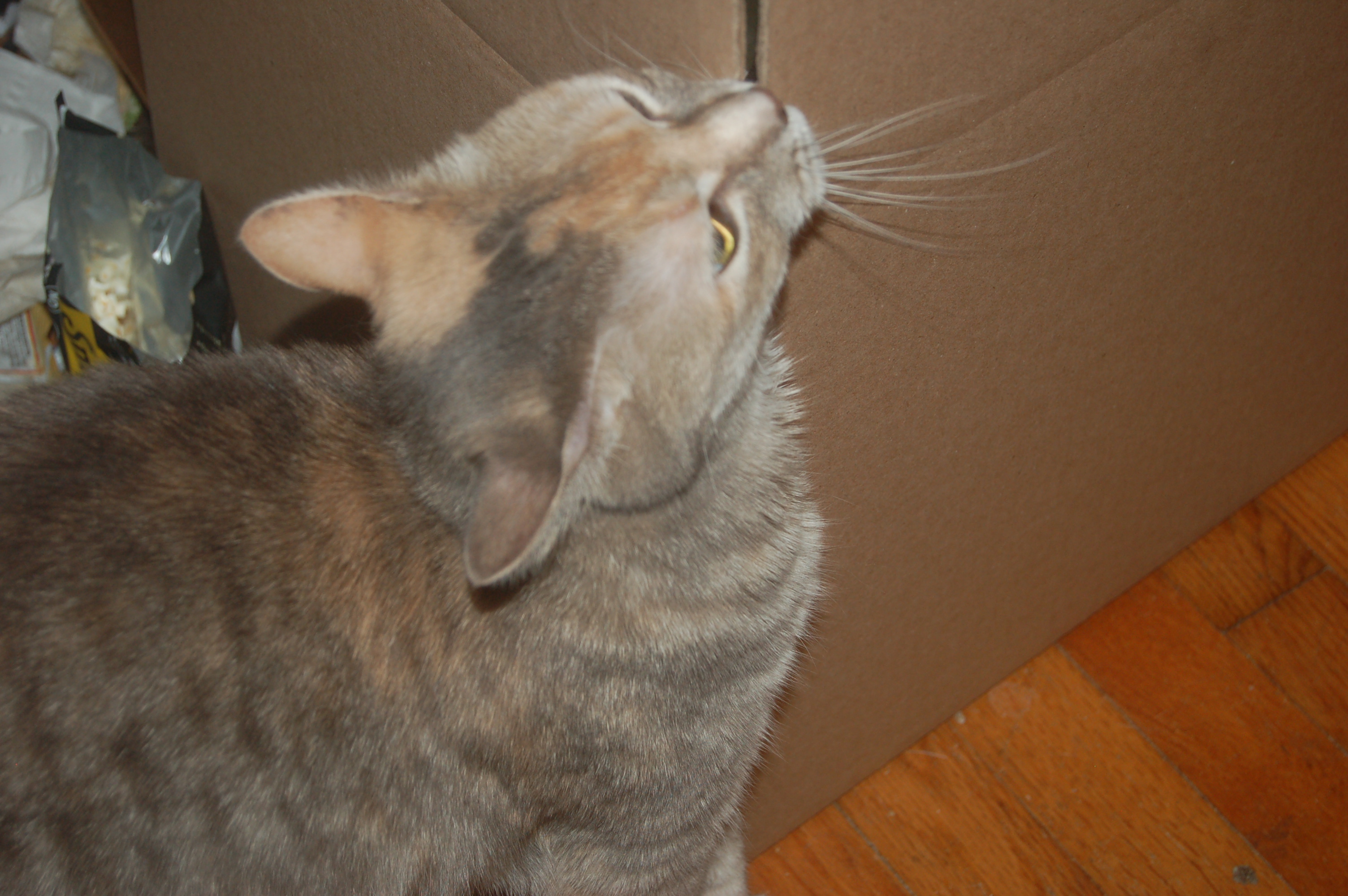 Explorer the Cat
