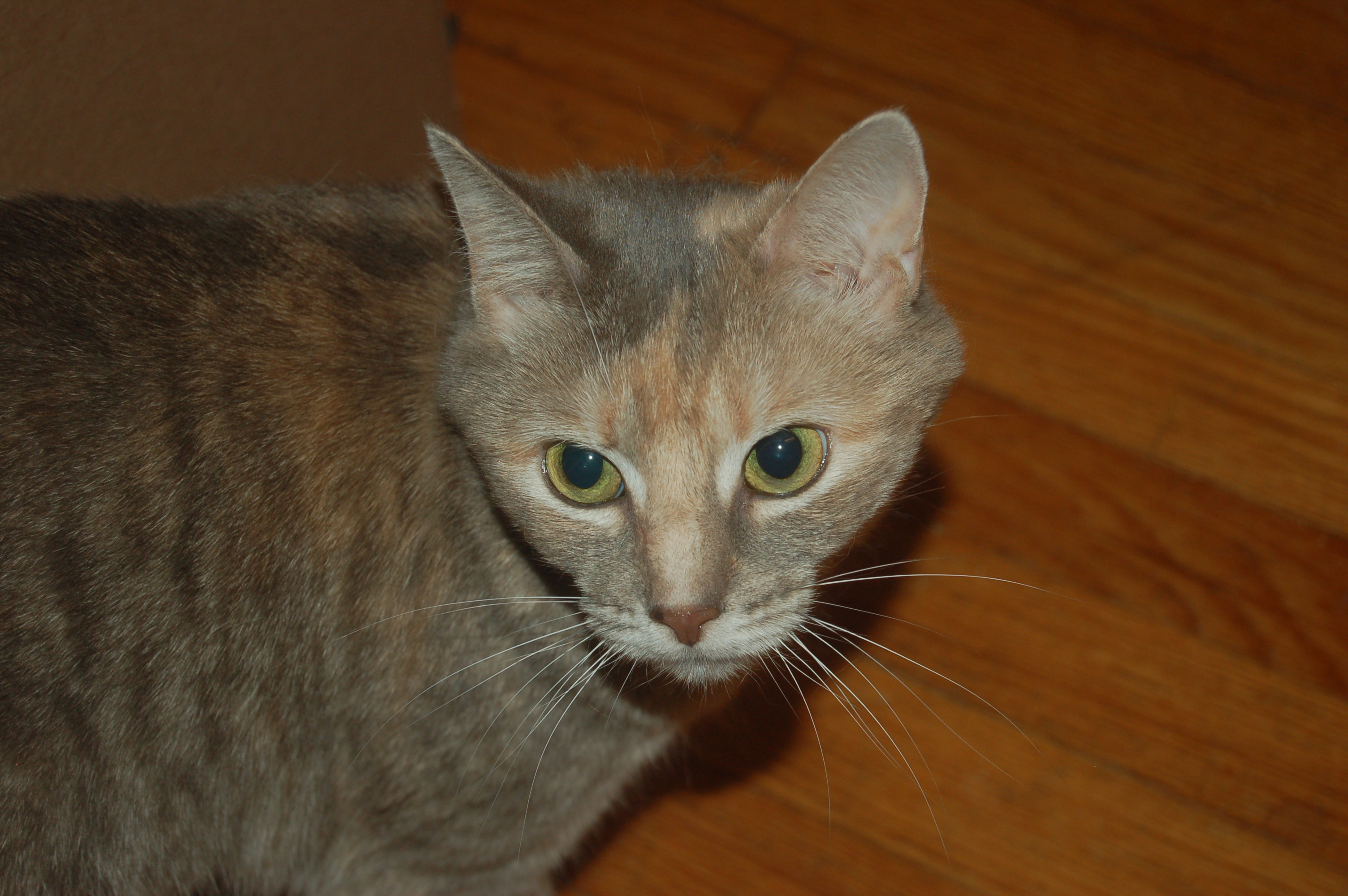 Explorer the Cat