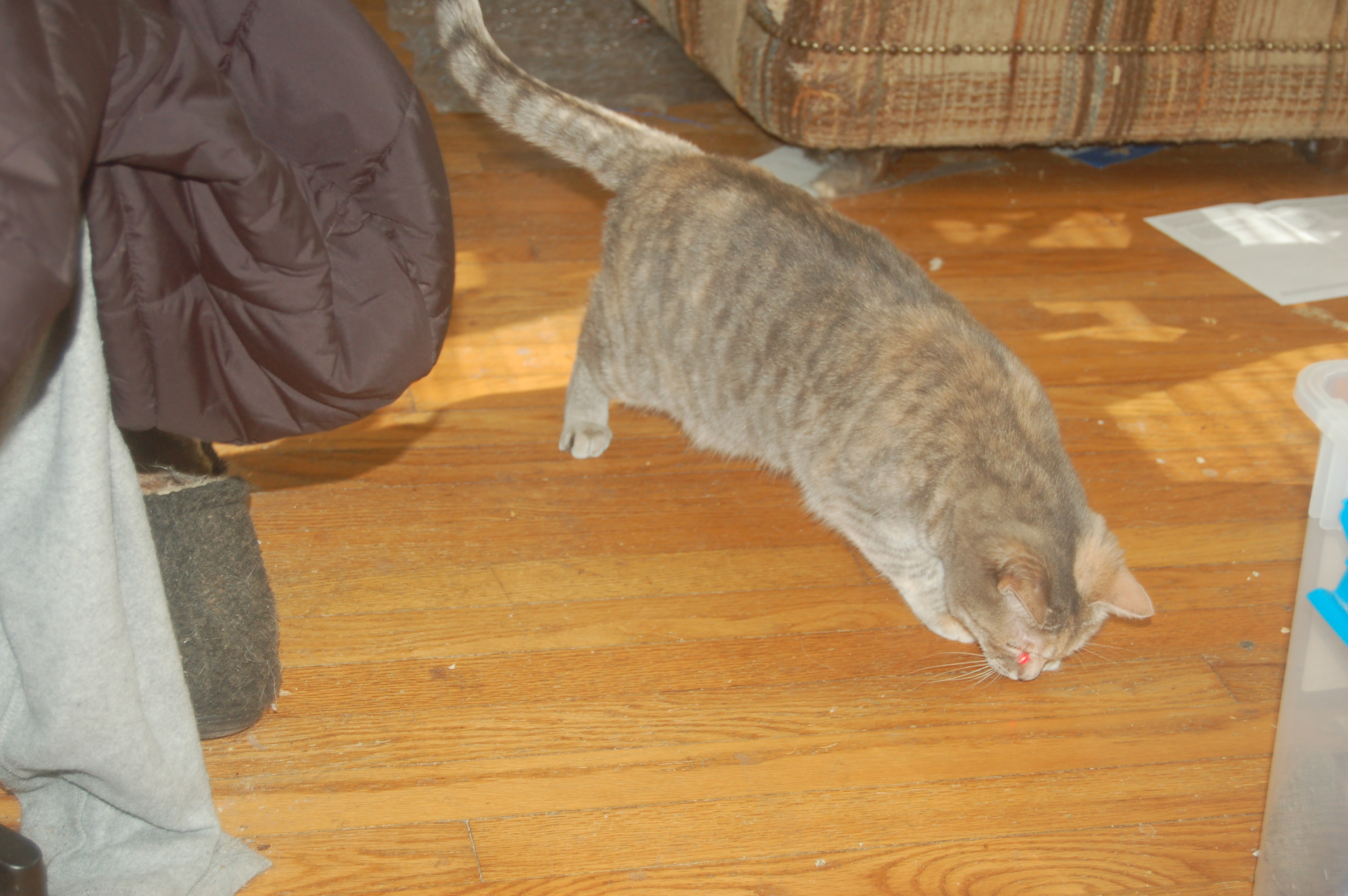 Explorer the Cat