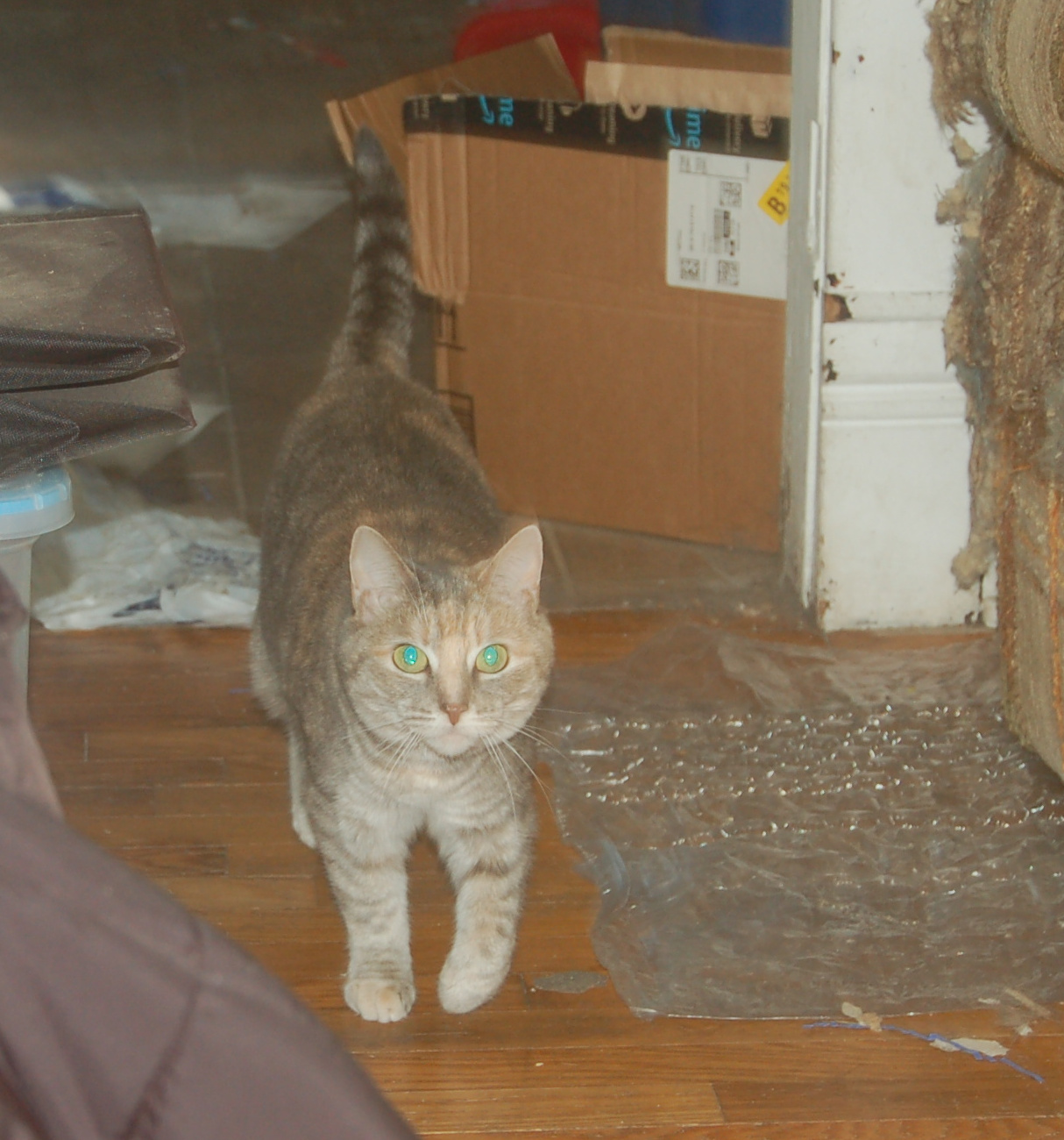 Explorer the Cat