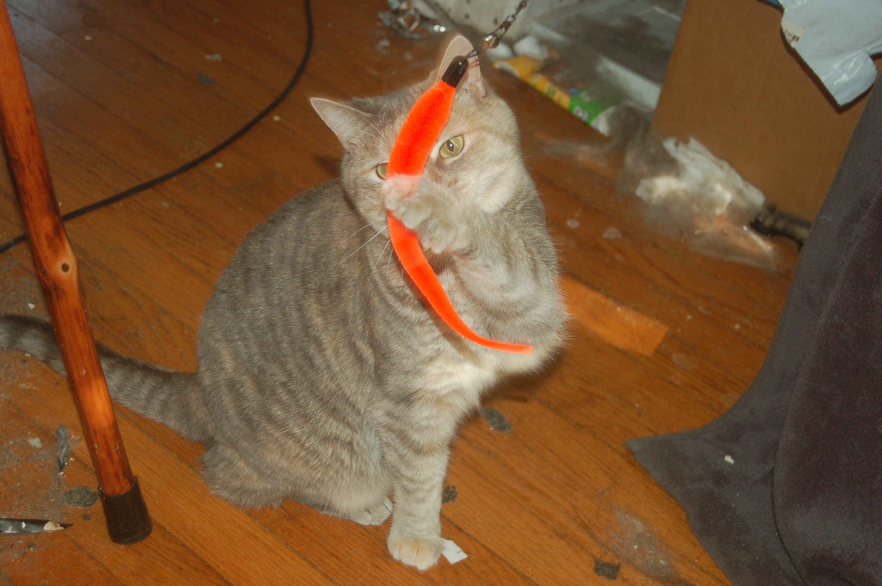 Explorer the Cat
