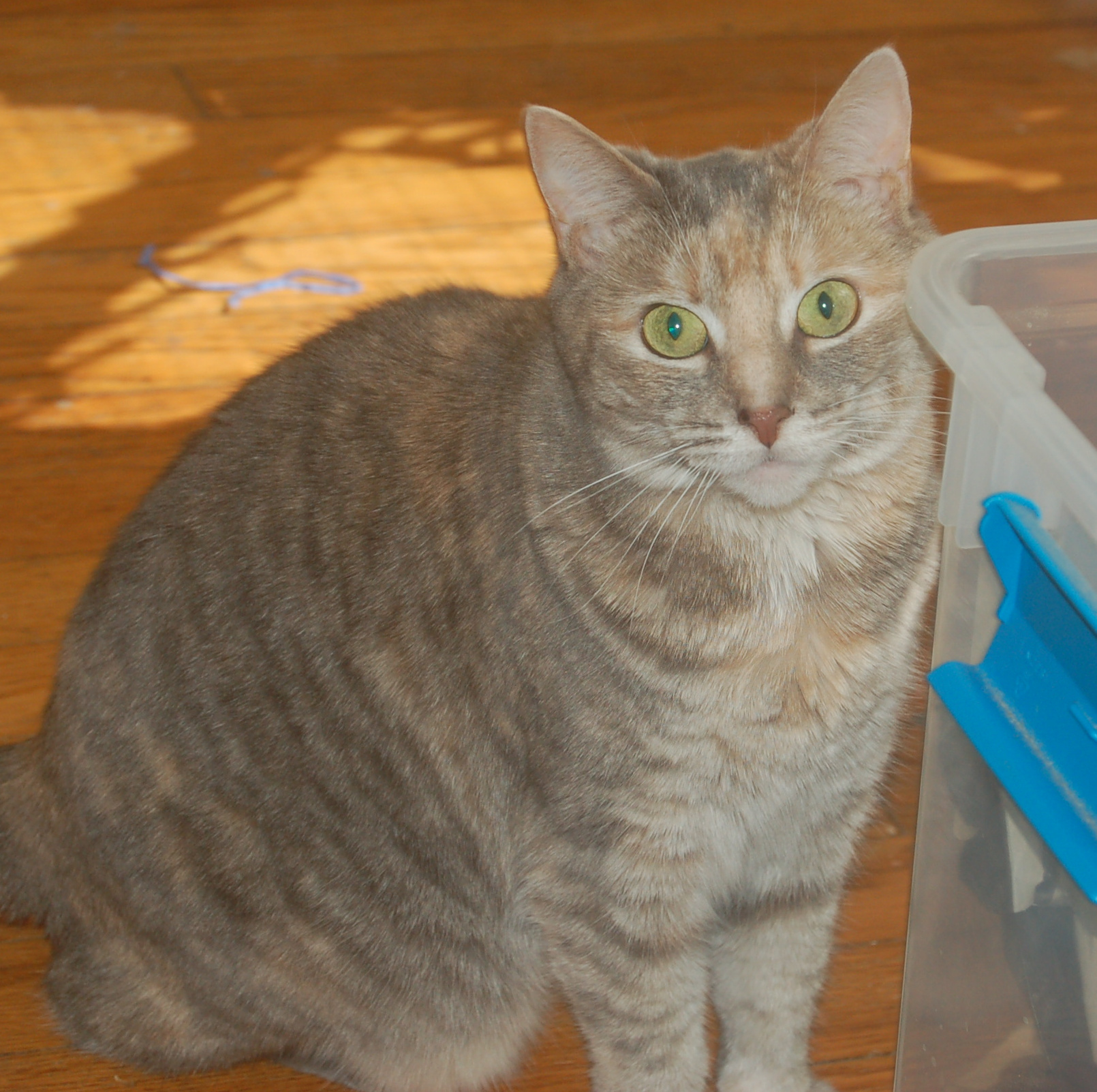 Explorer the Cat