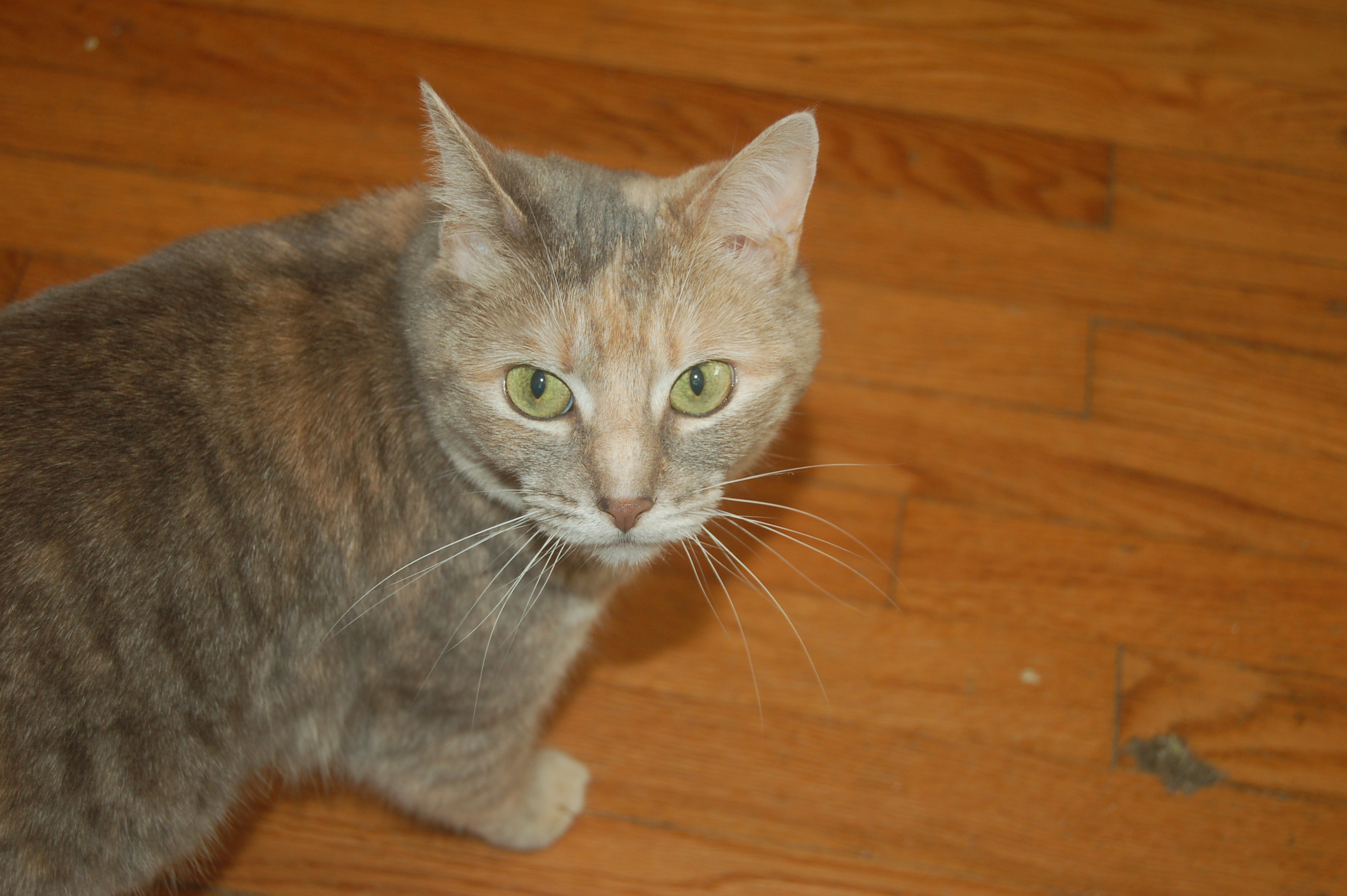 Explorer the Cat