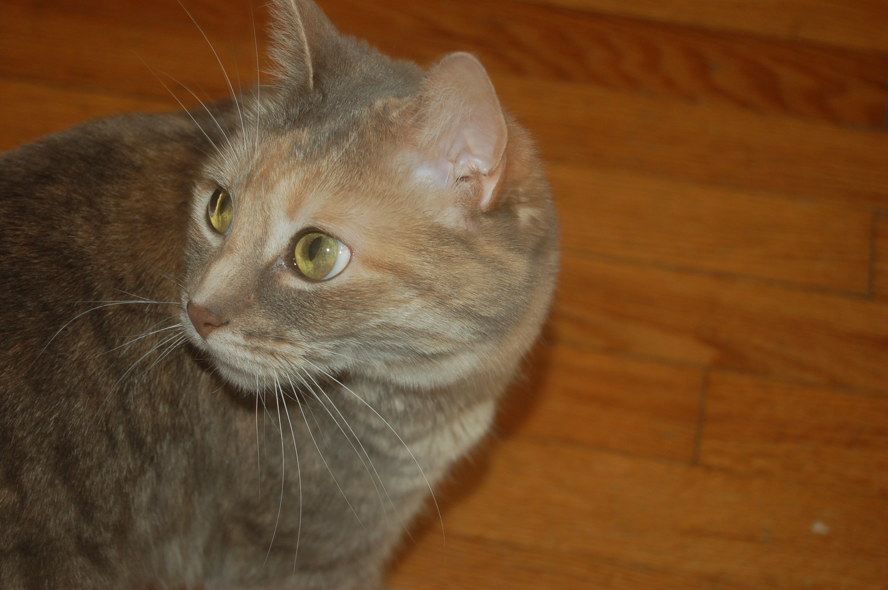 Explorer the Cat