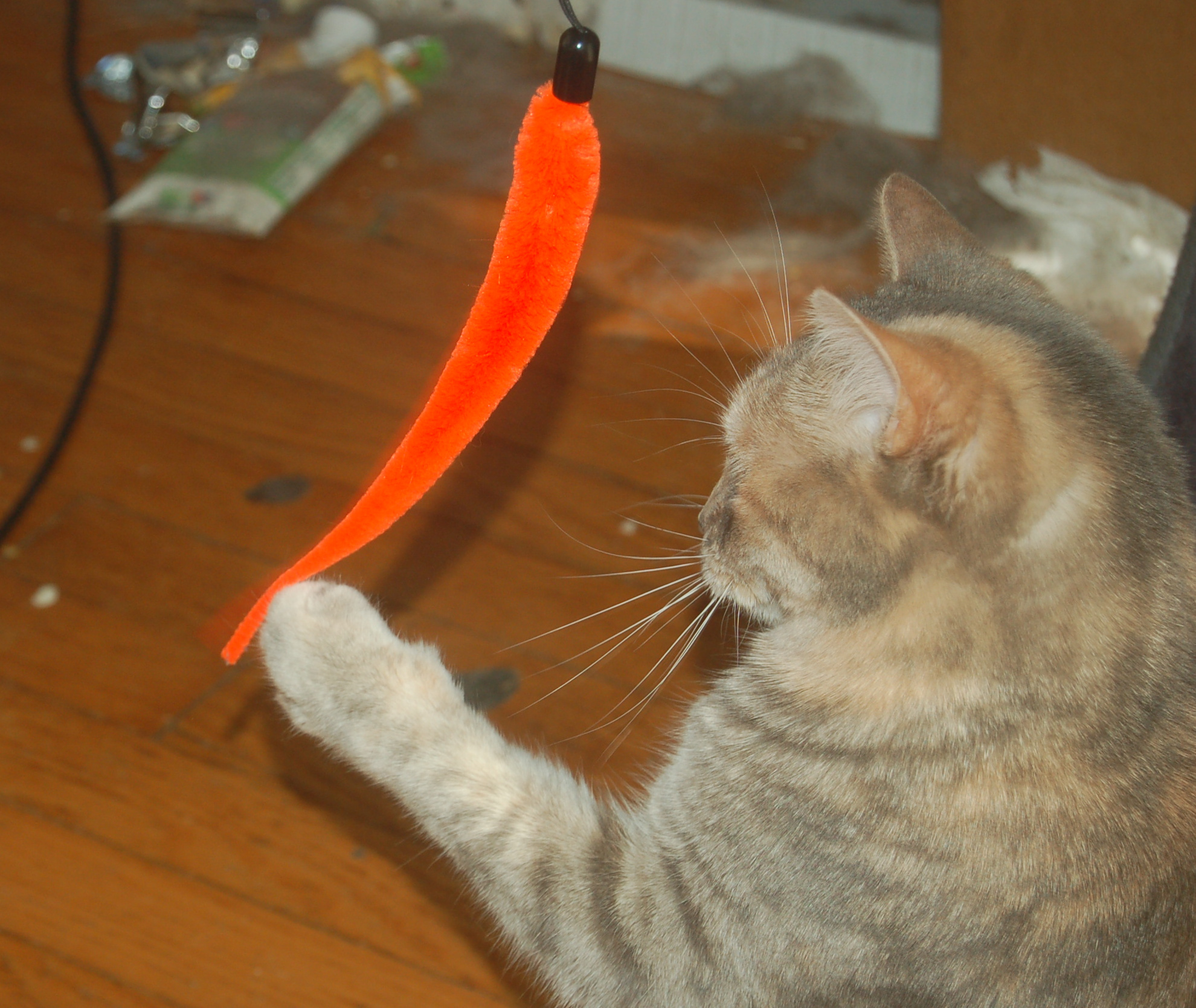 Explorer the Cat