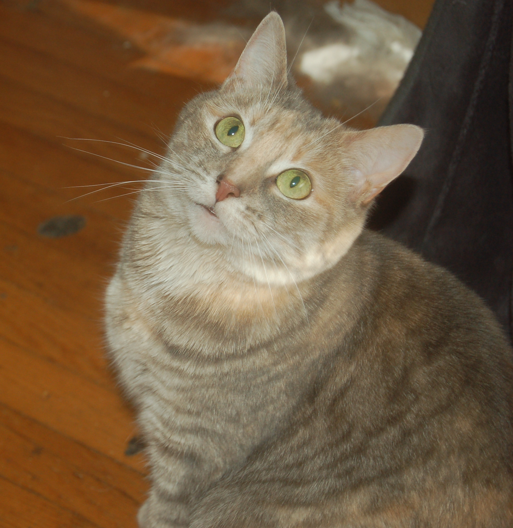 Explorer the Cat