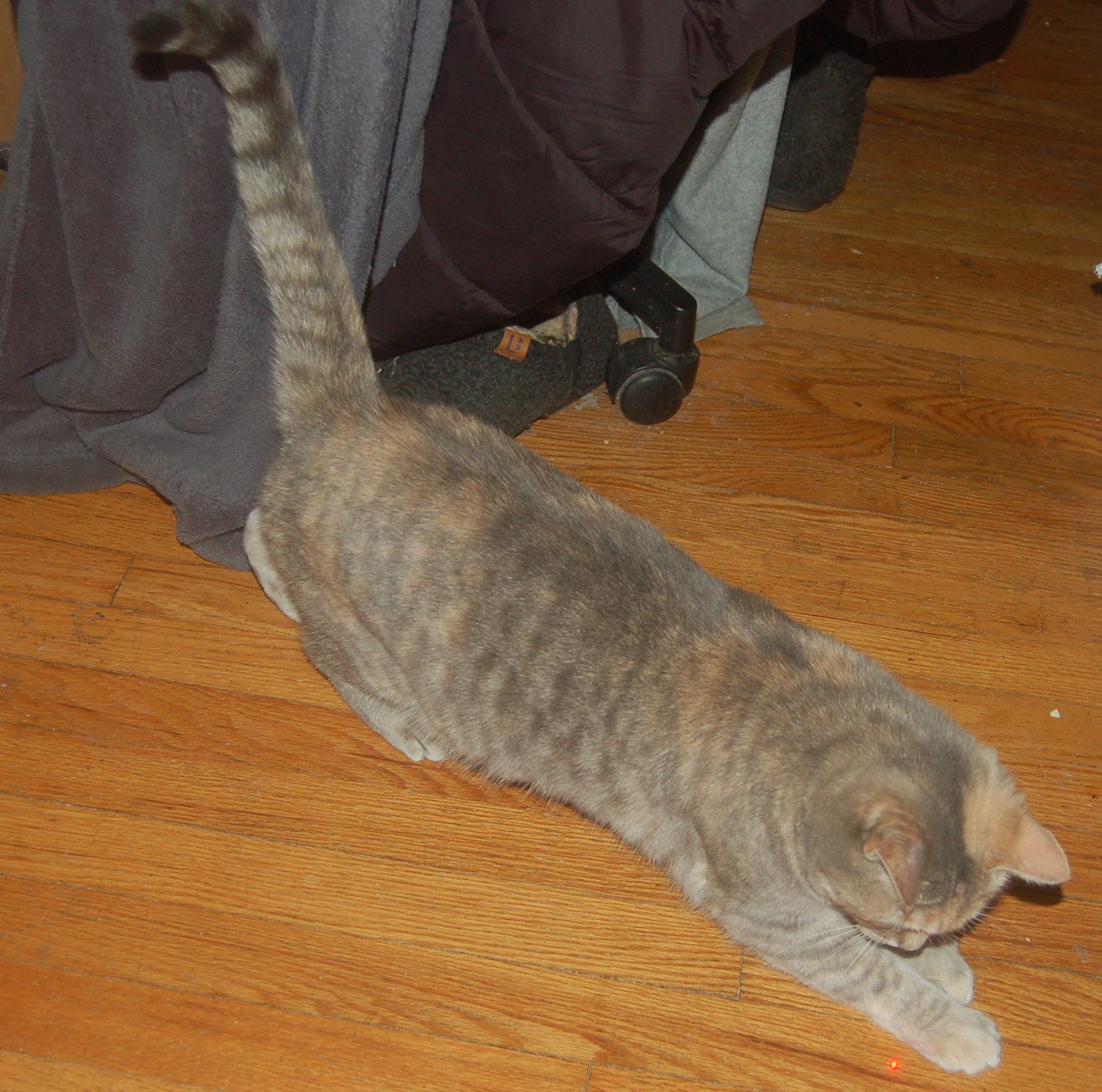 Explorer the Cat