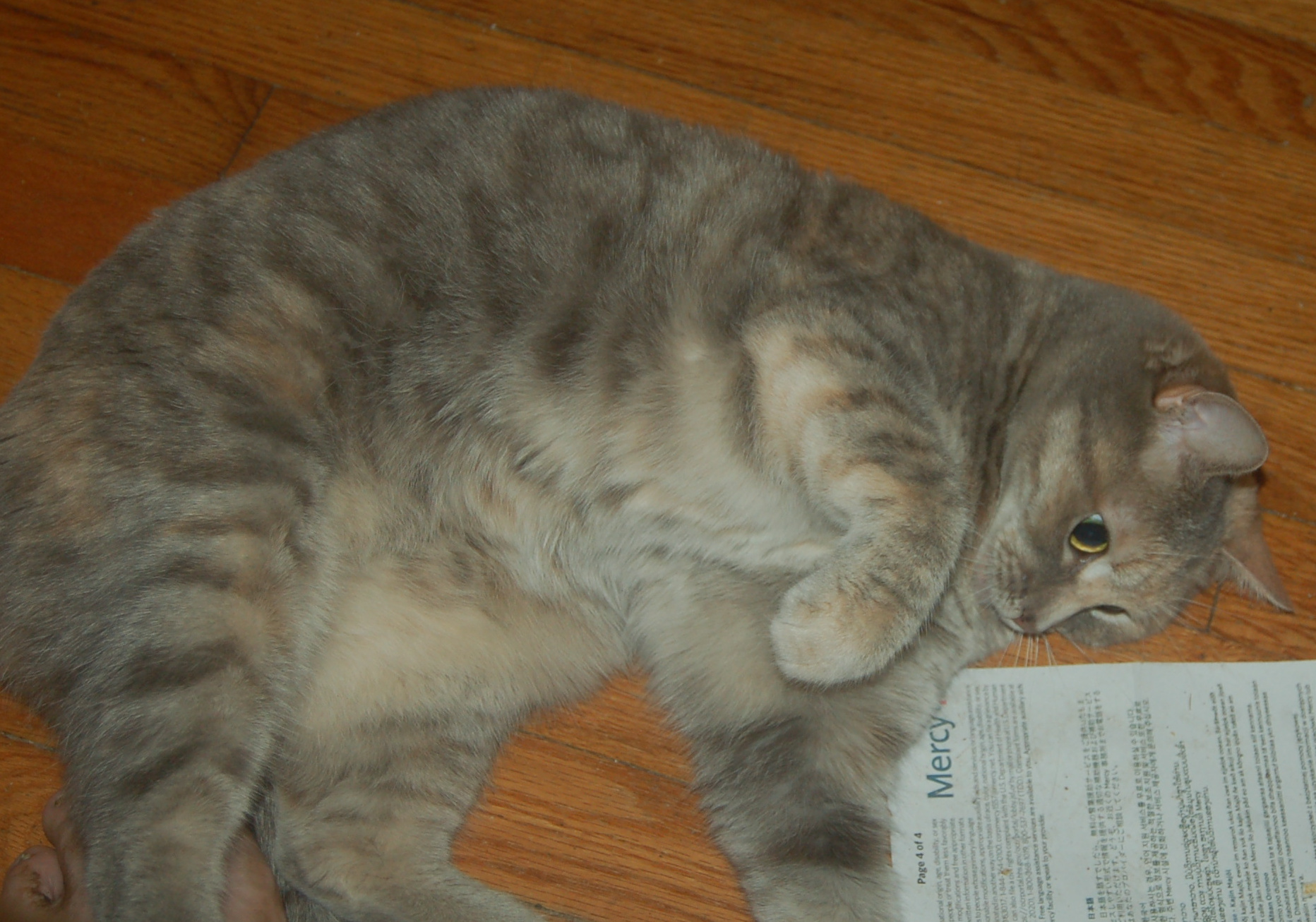 Explorer the Cat