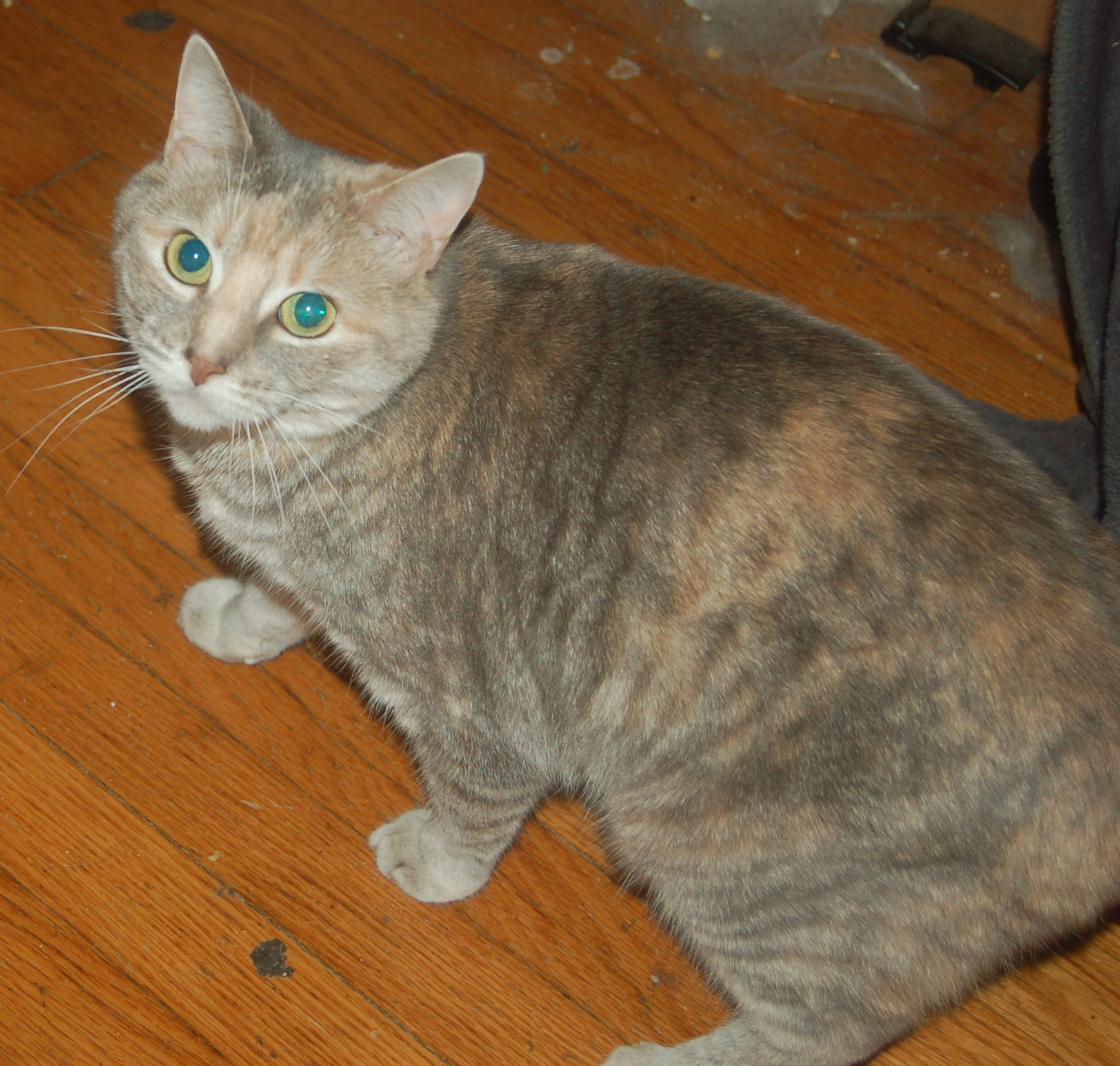 Explorer the Cat