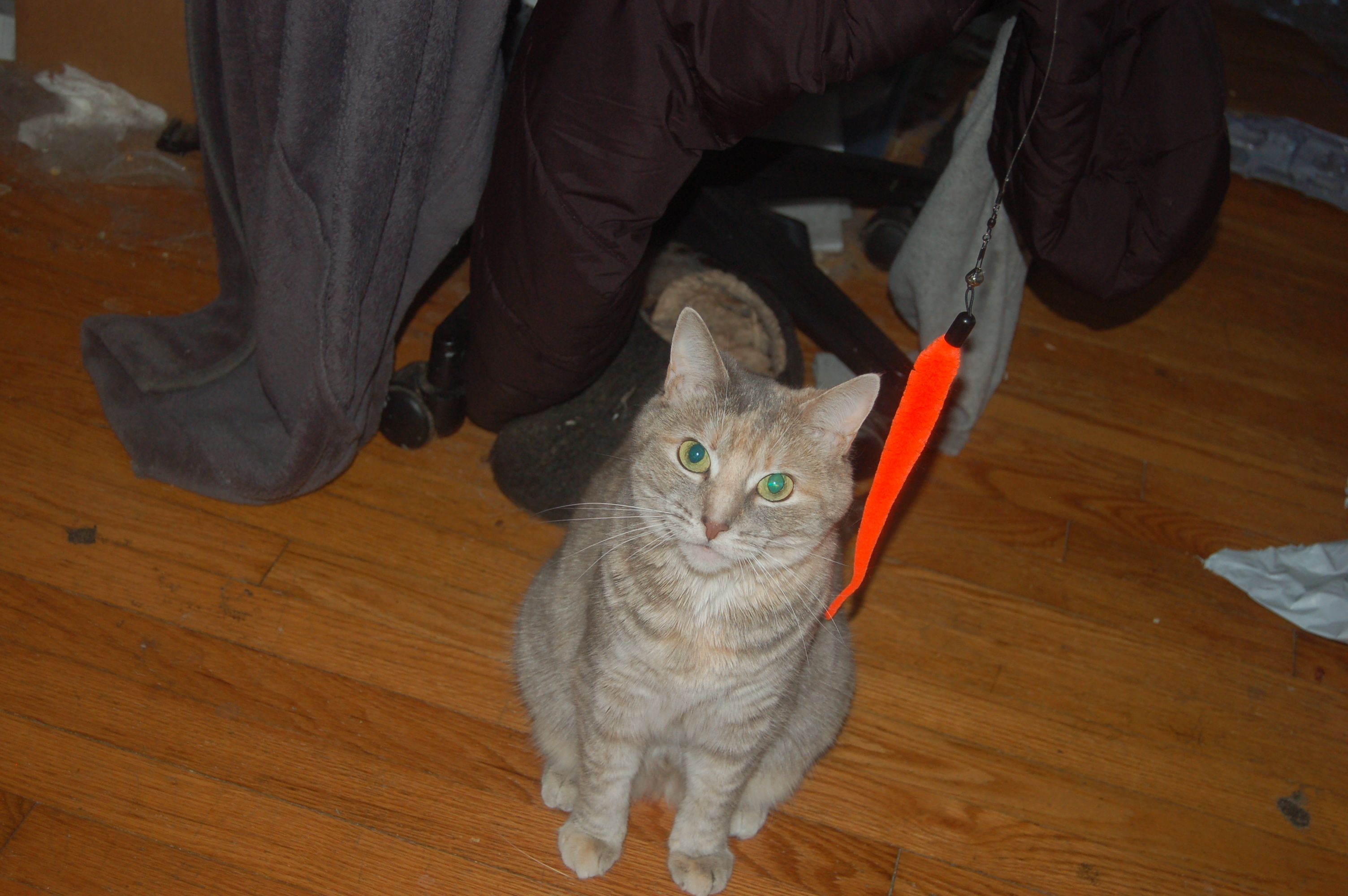 Explorer the Cat