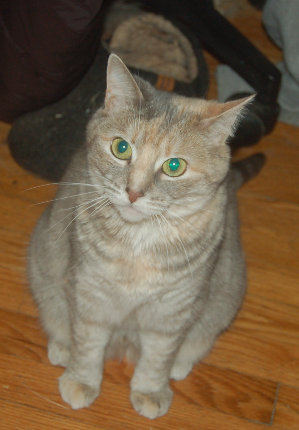 Explorer the Cat
