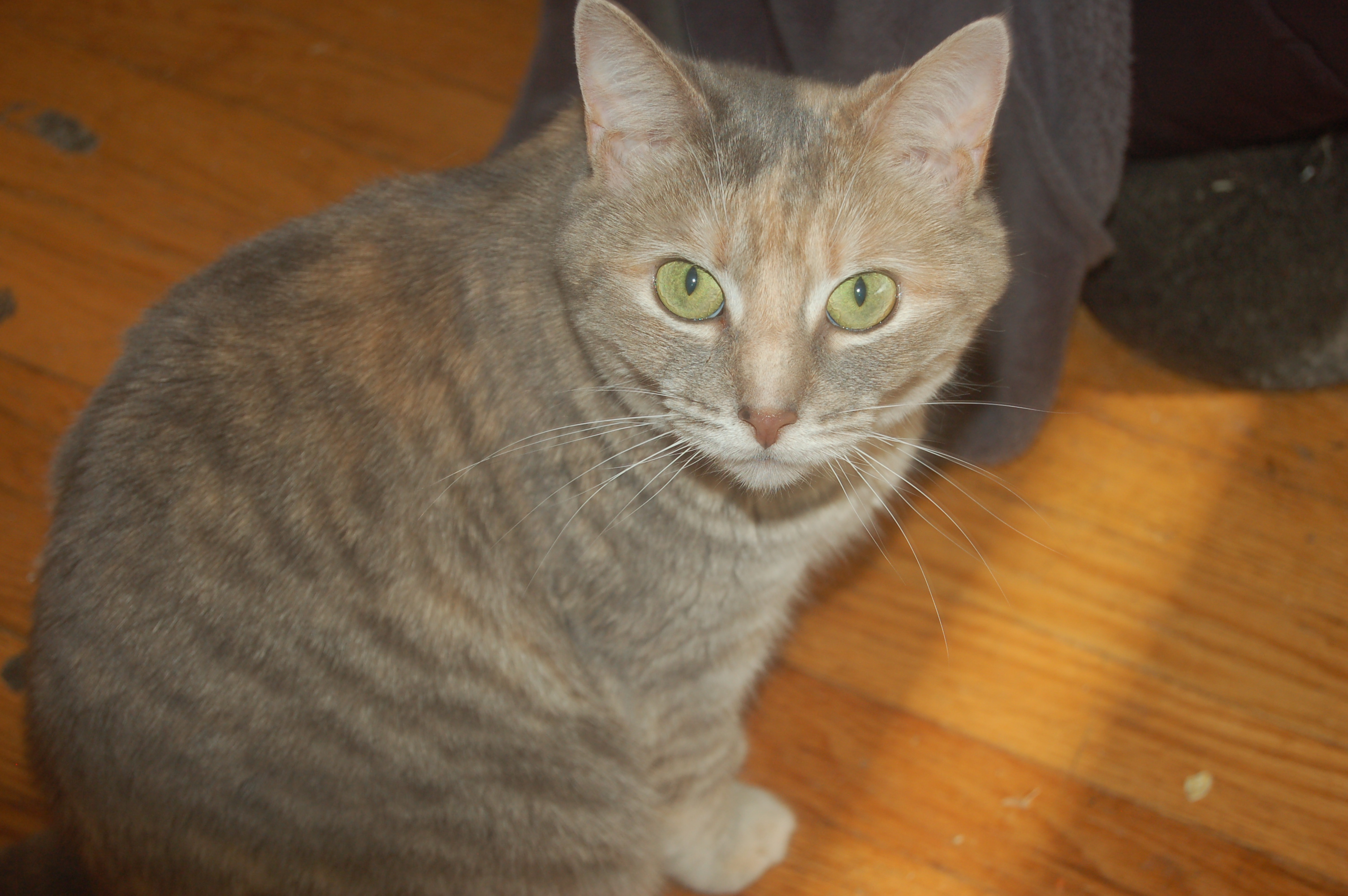 Explorer the Cat