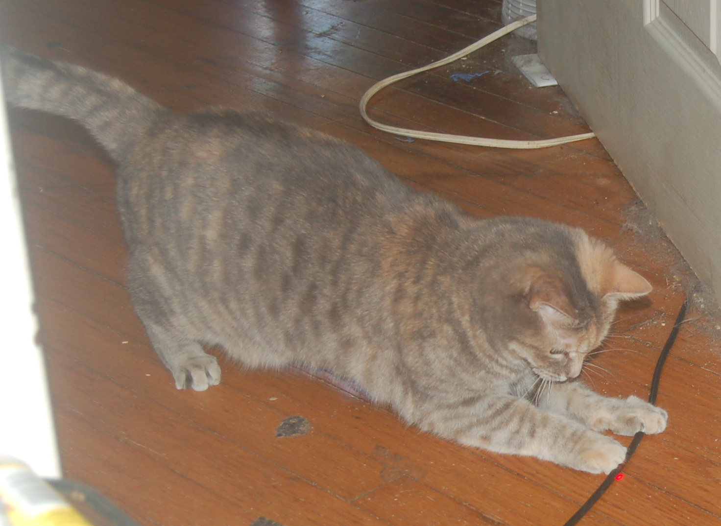Explorer the Cat
