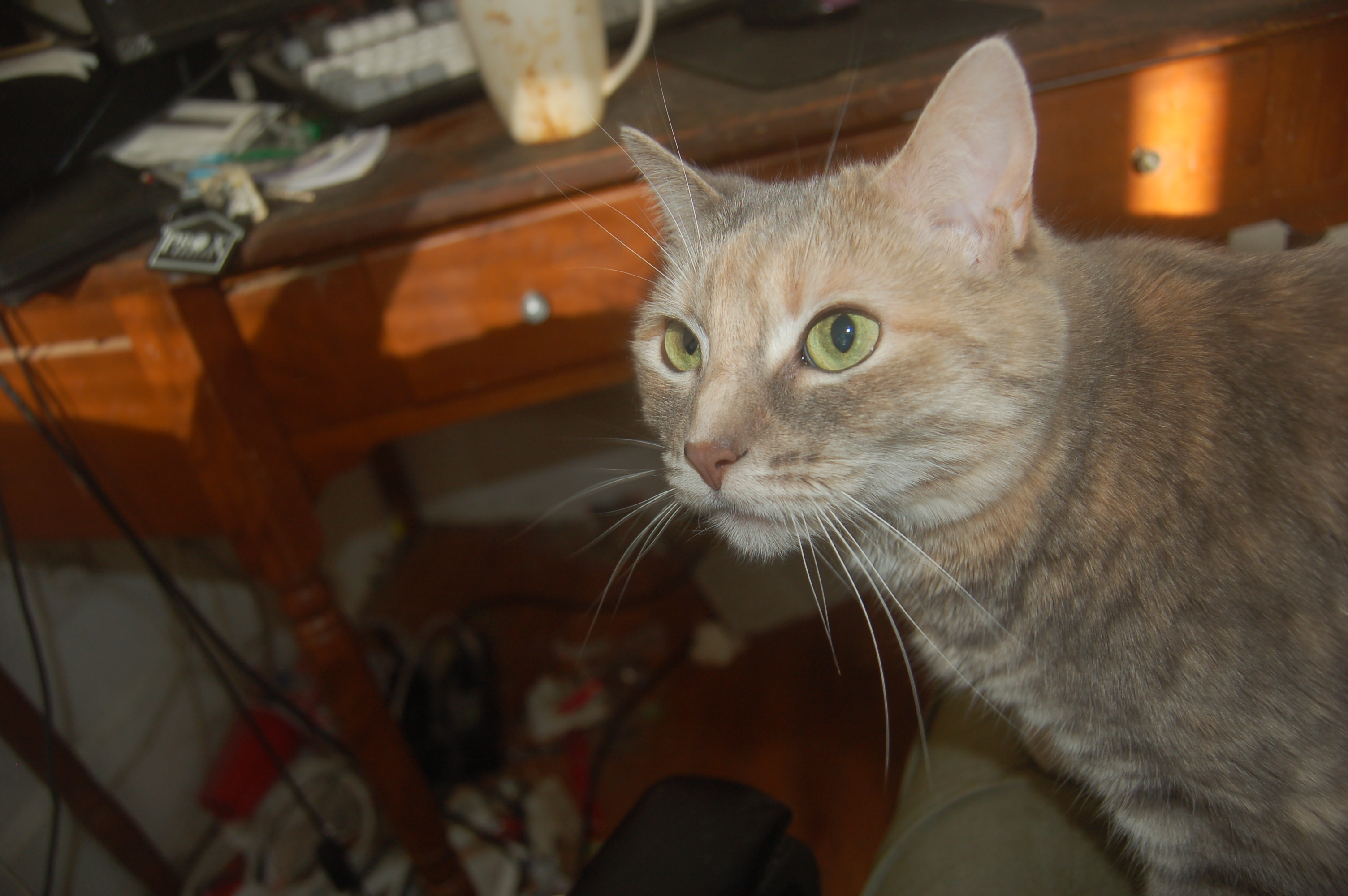 Explorer the Cat