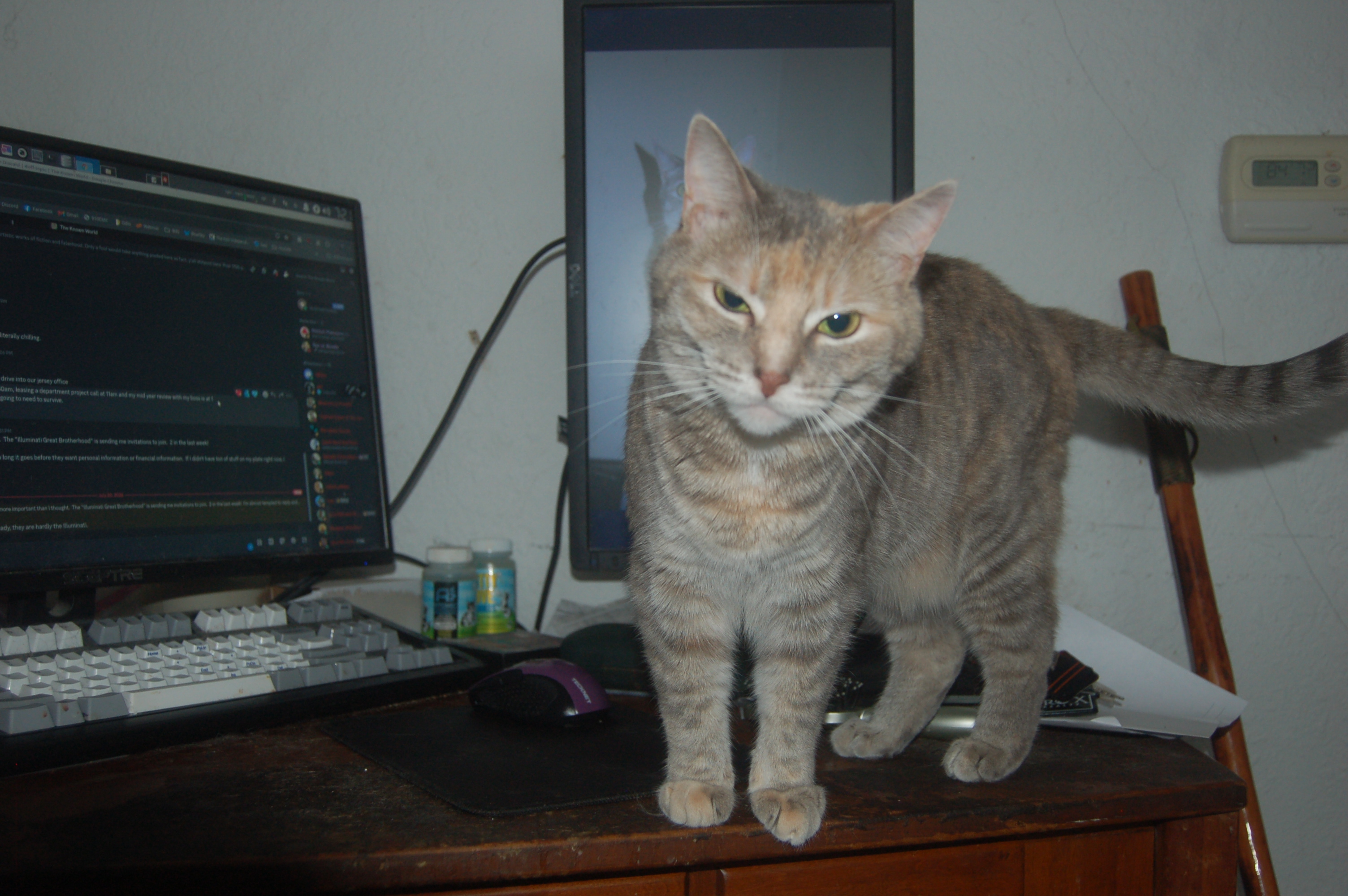 Explorer the Cat
