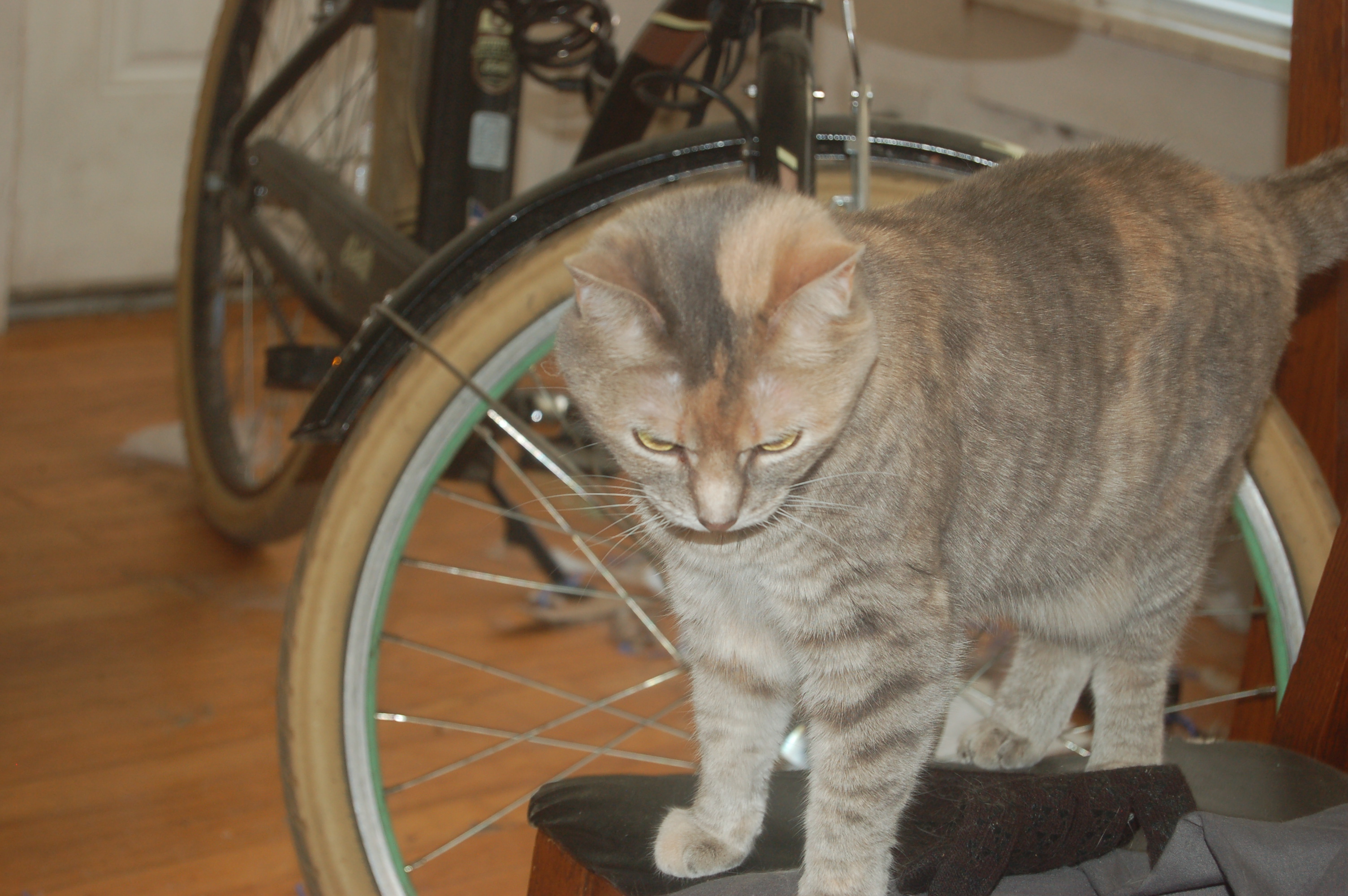Explorer the Cat