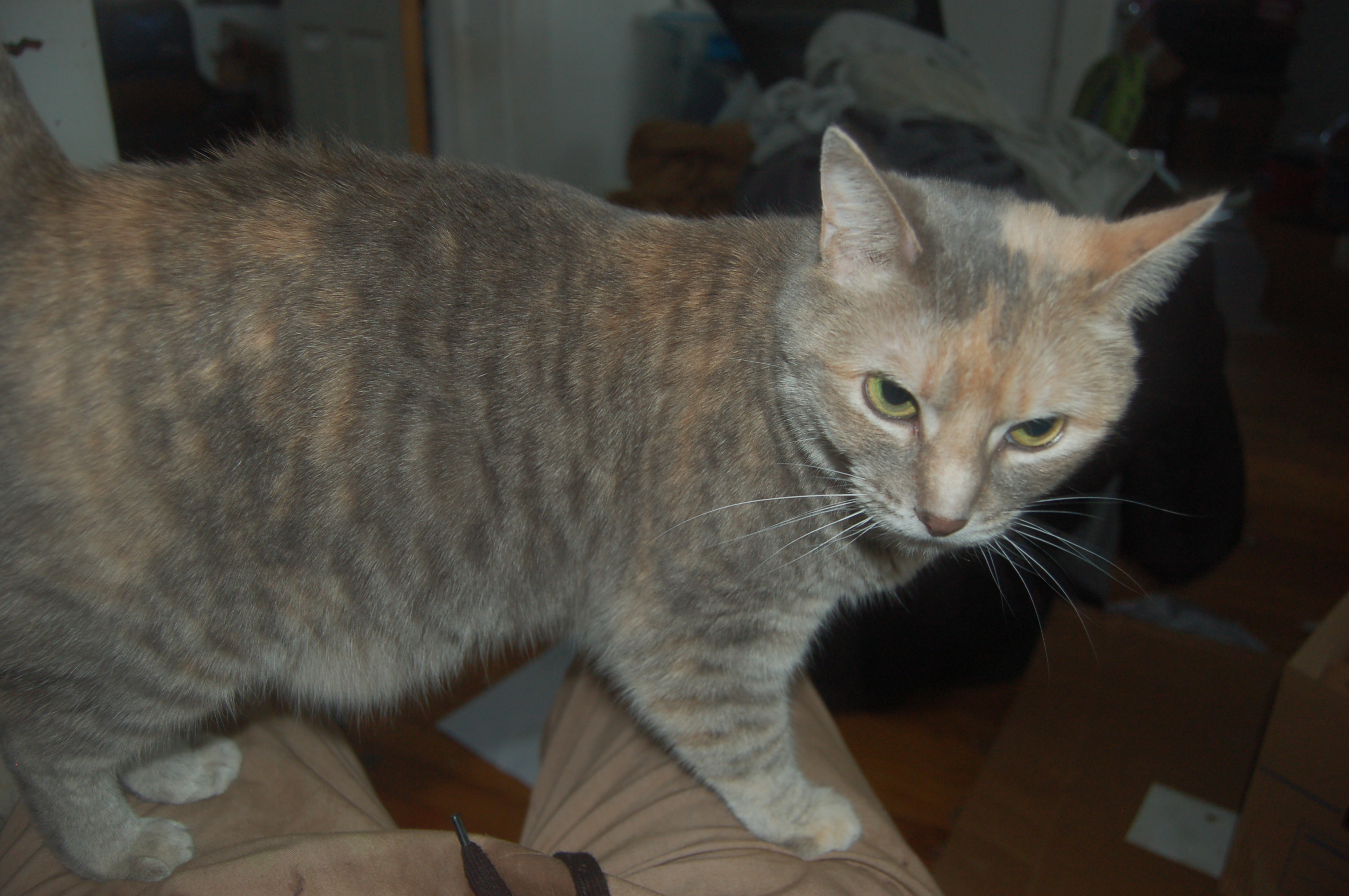 Explorer the Cat