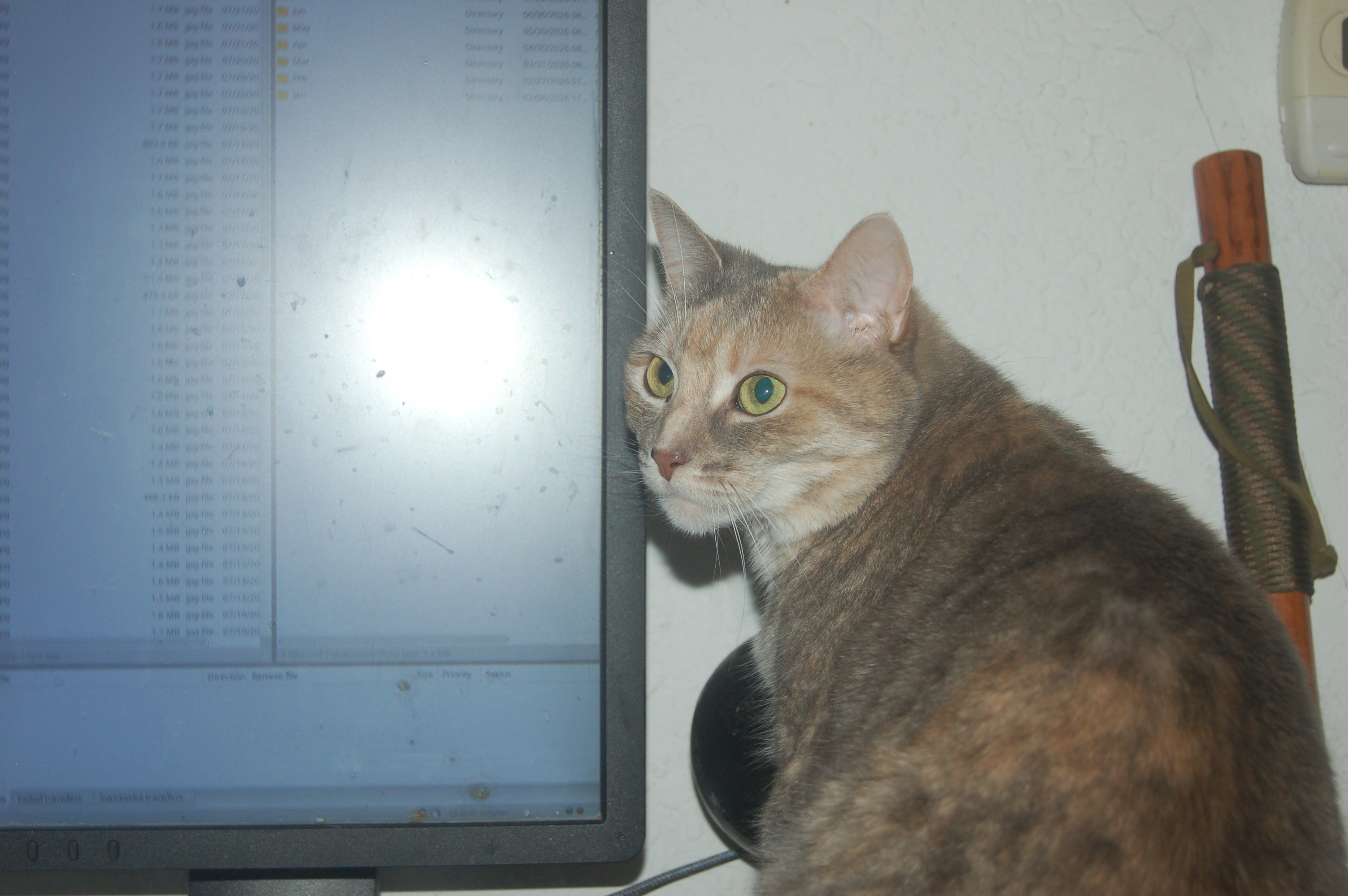 Explorer the Cat