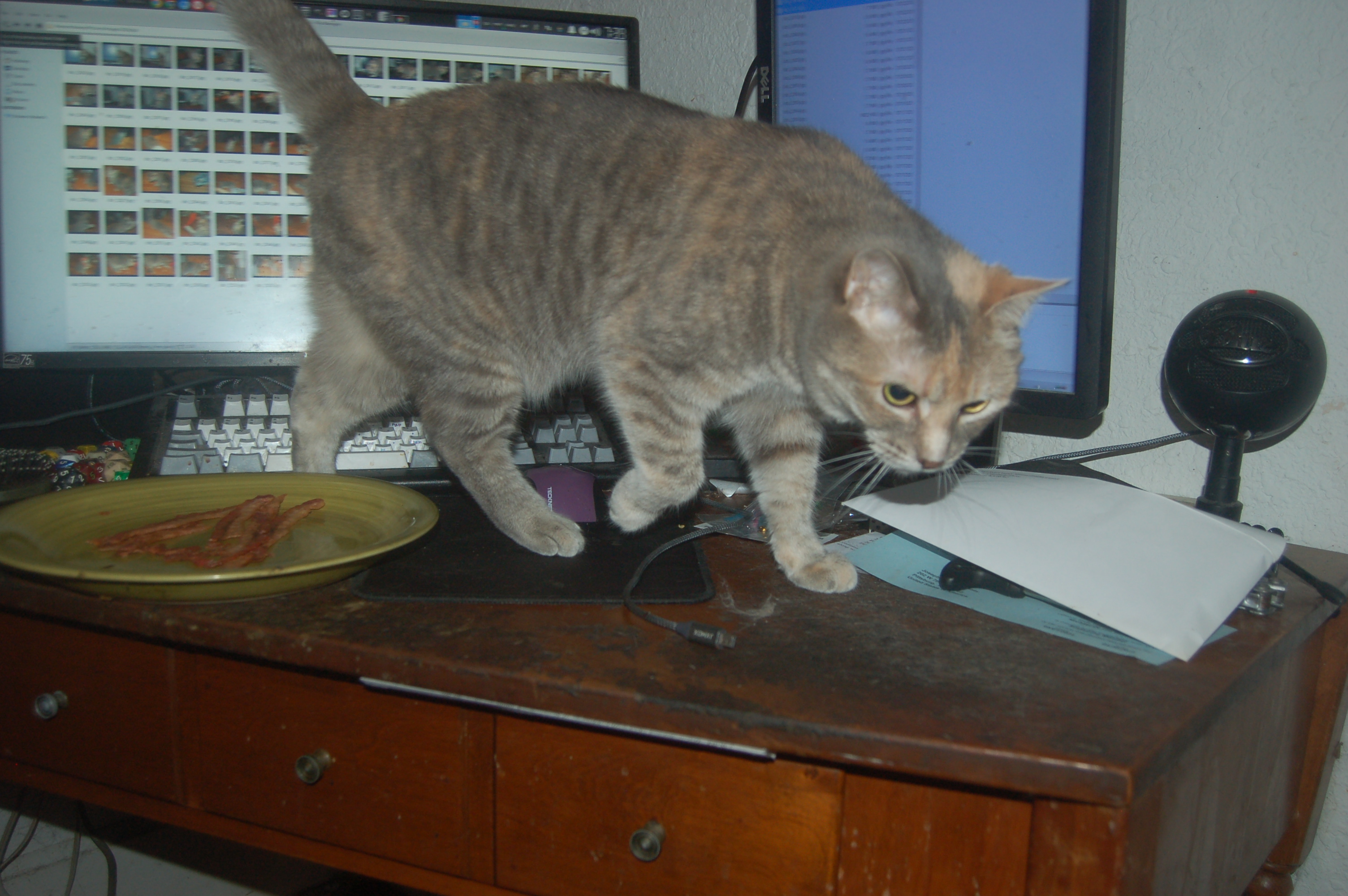 Explorer the Cat