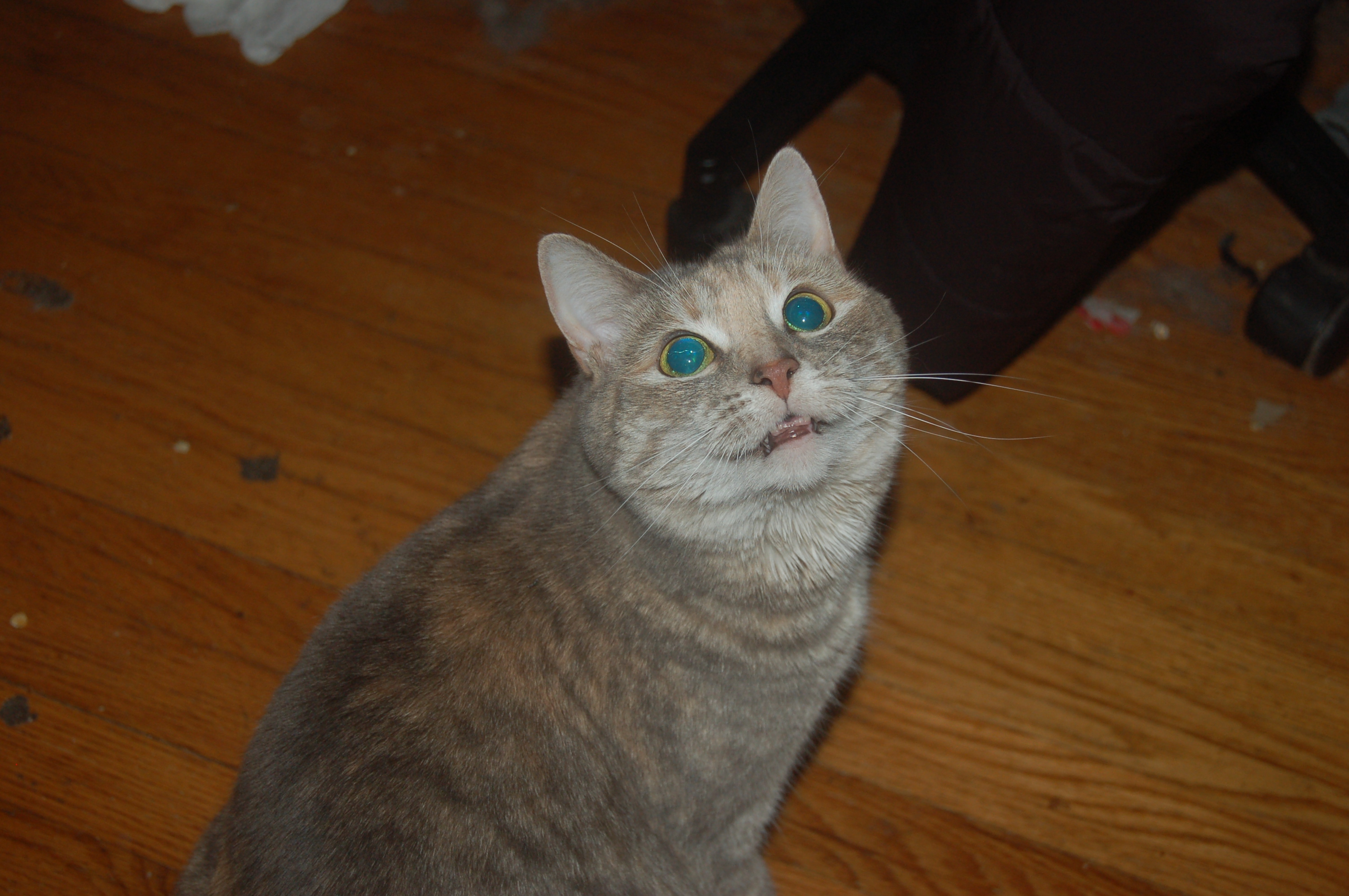 Explorer the Cat