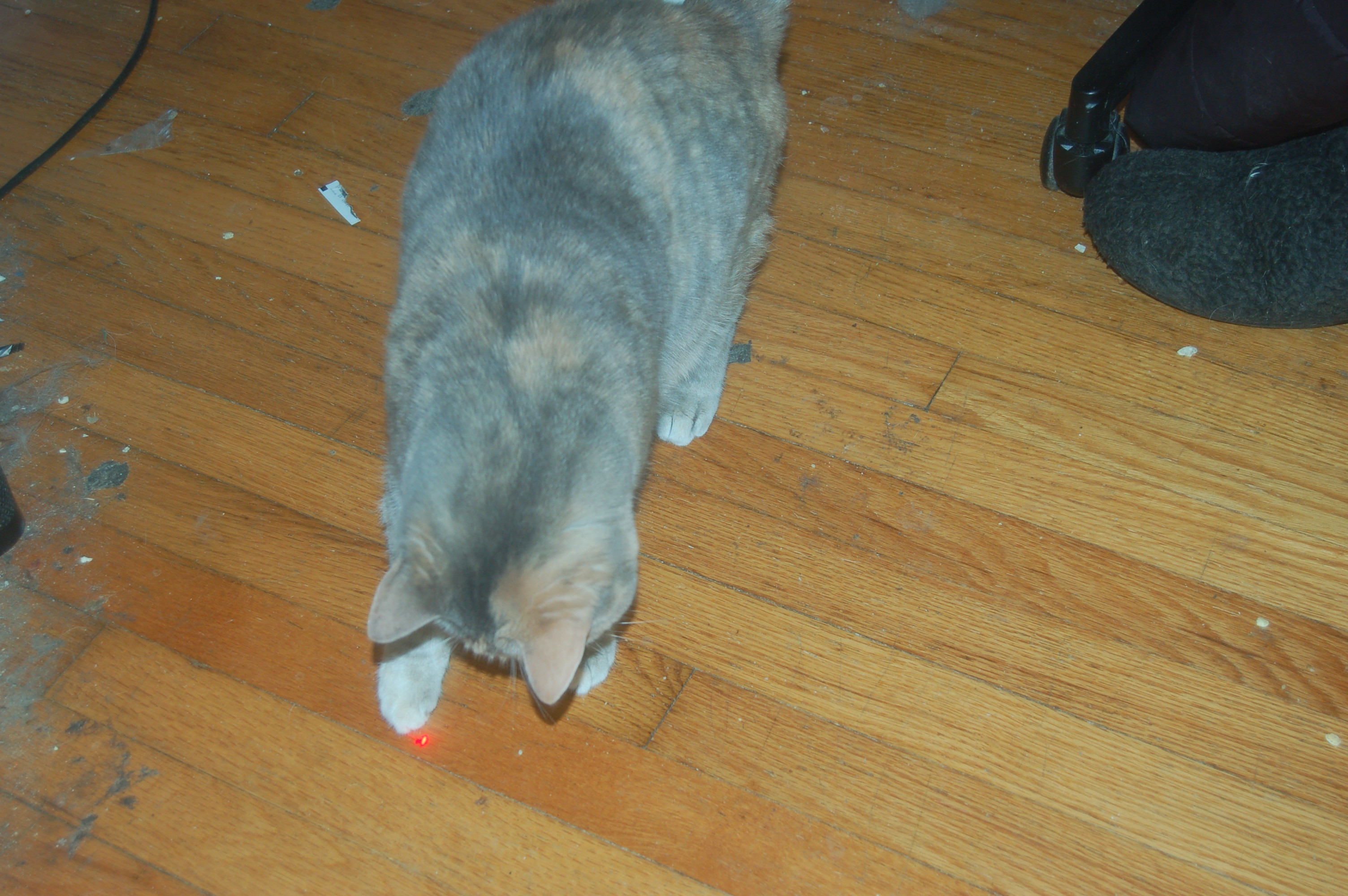 Explorer the Cat