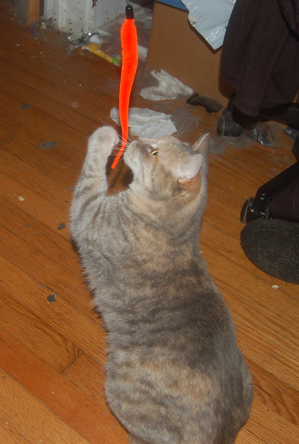 Explorer the Cat