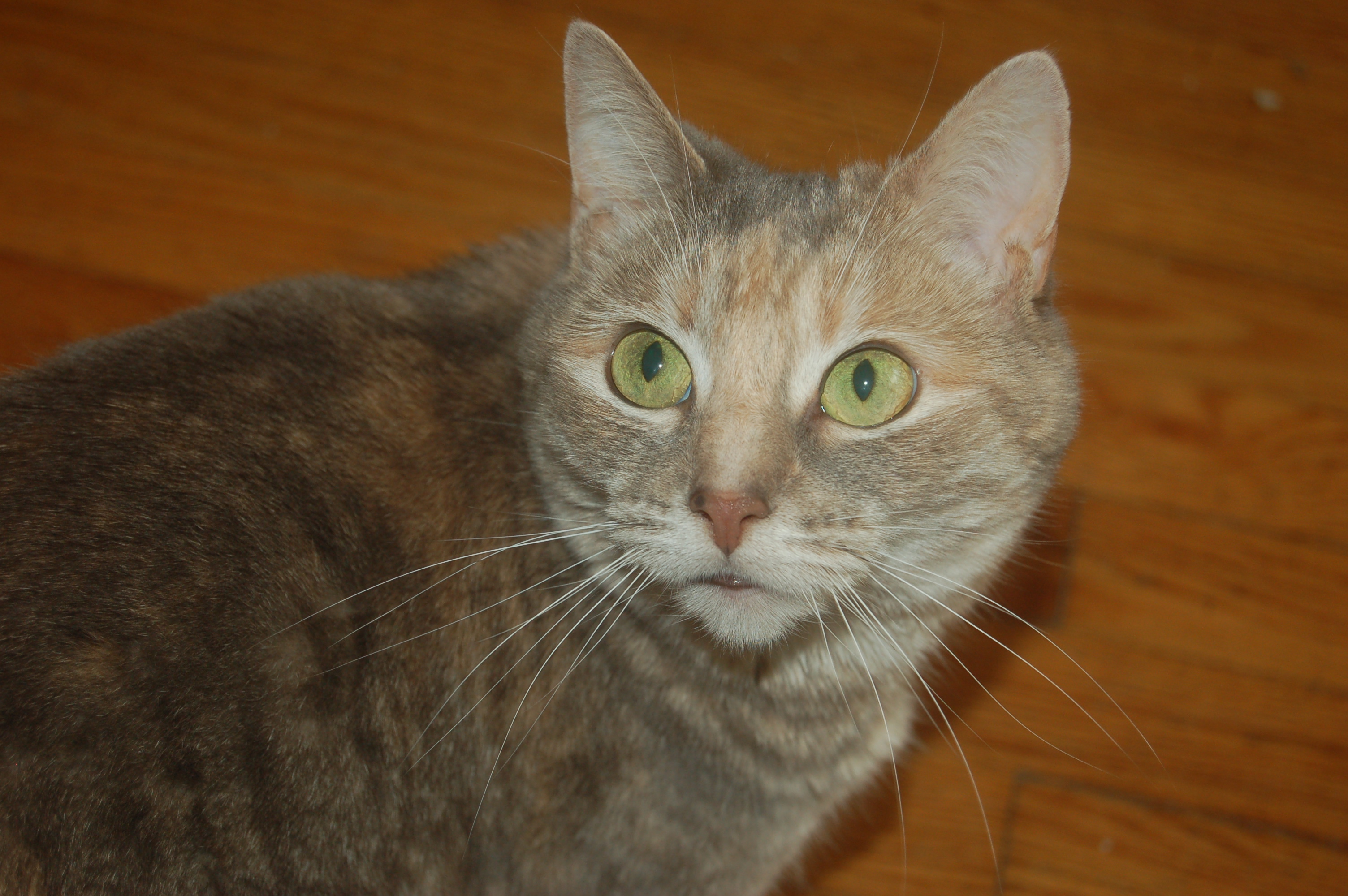 Explorer the Cat