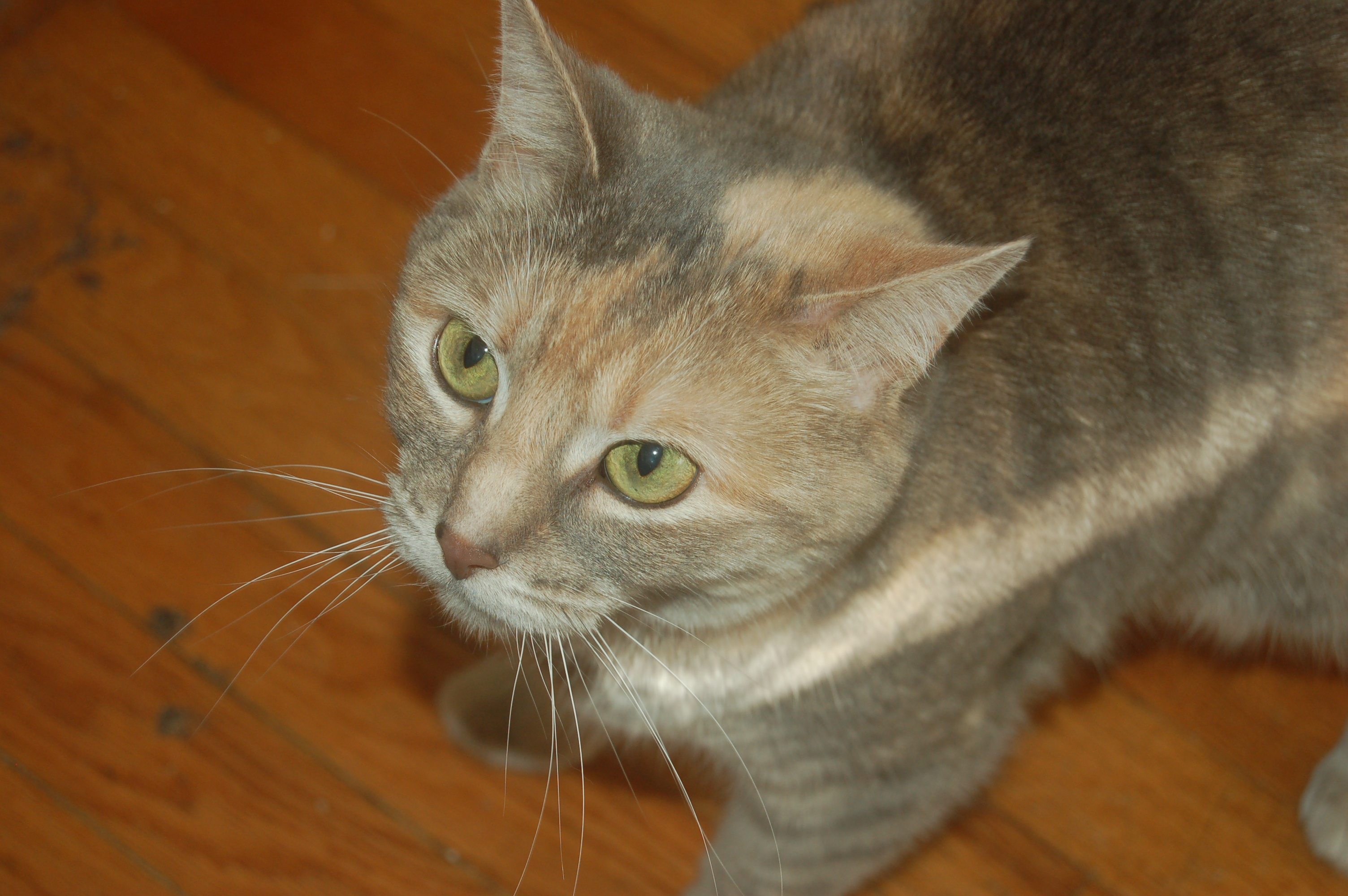 Explorer the Cat