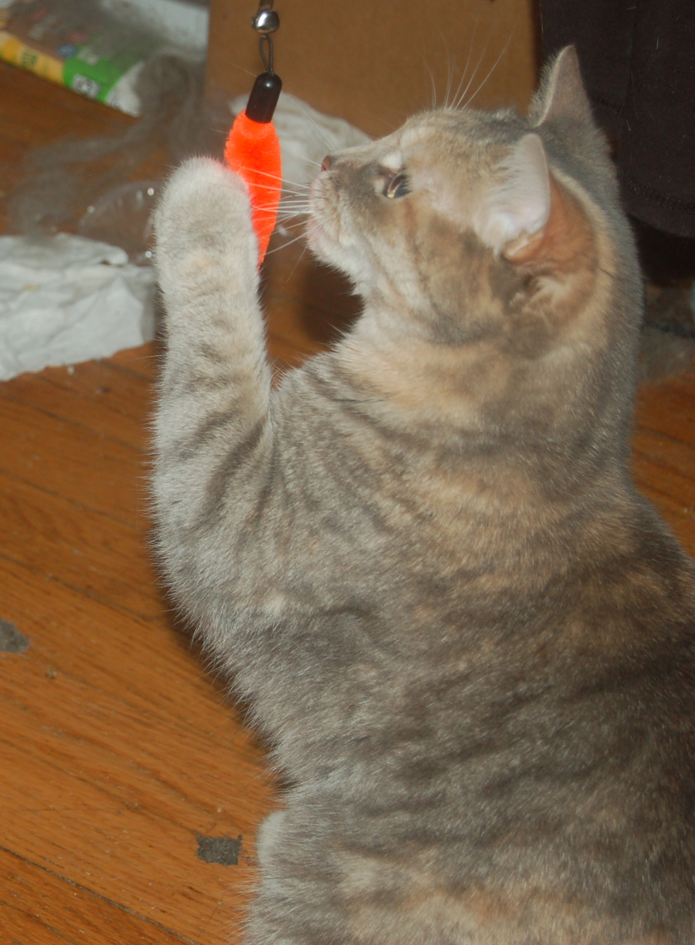 Explorer the Cat