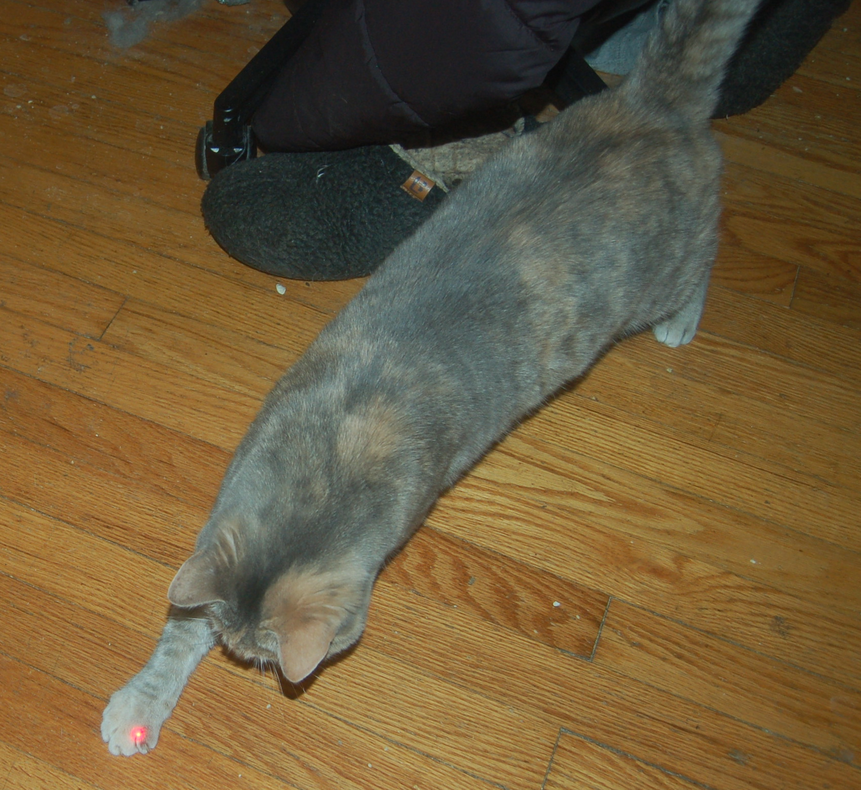 Explorer the Cat