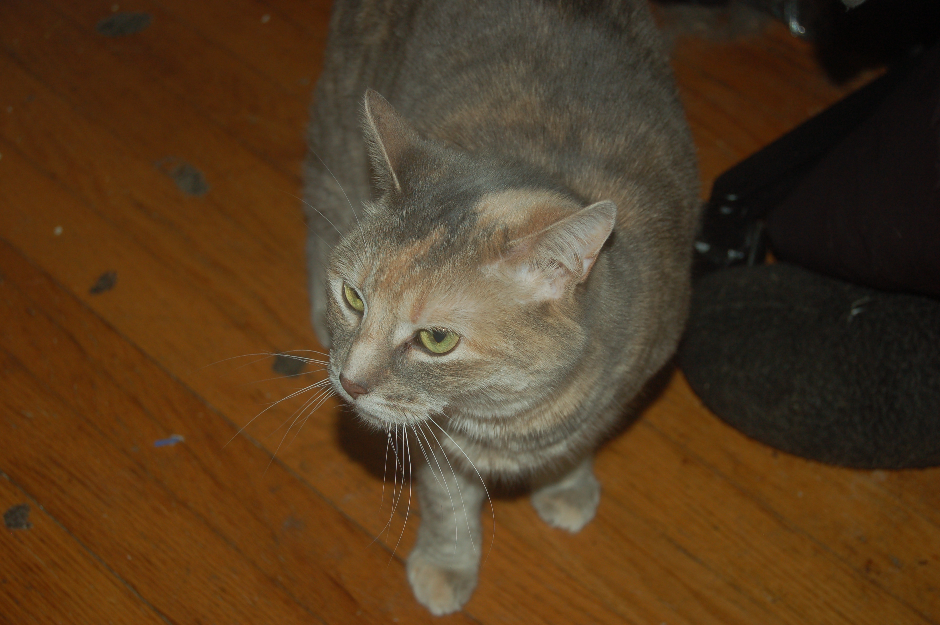 Explorer the Cat
