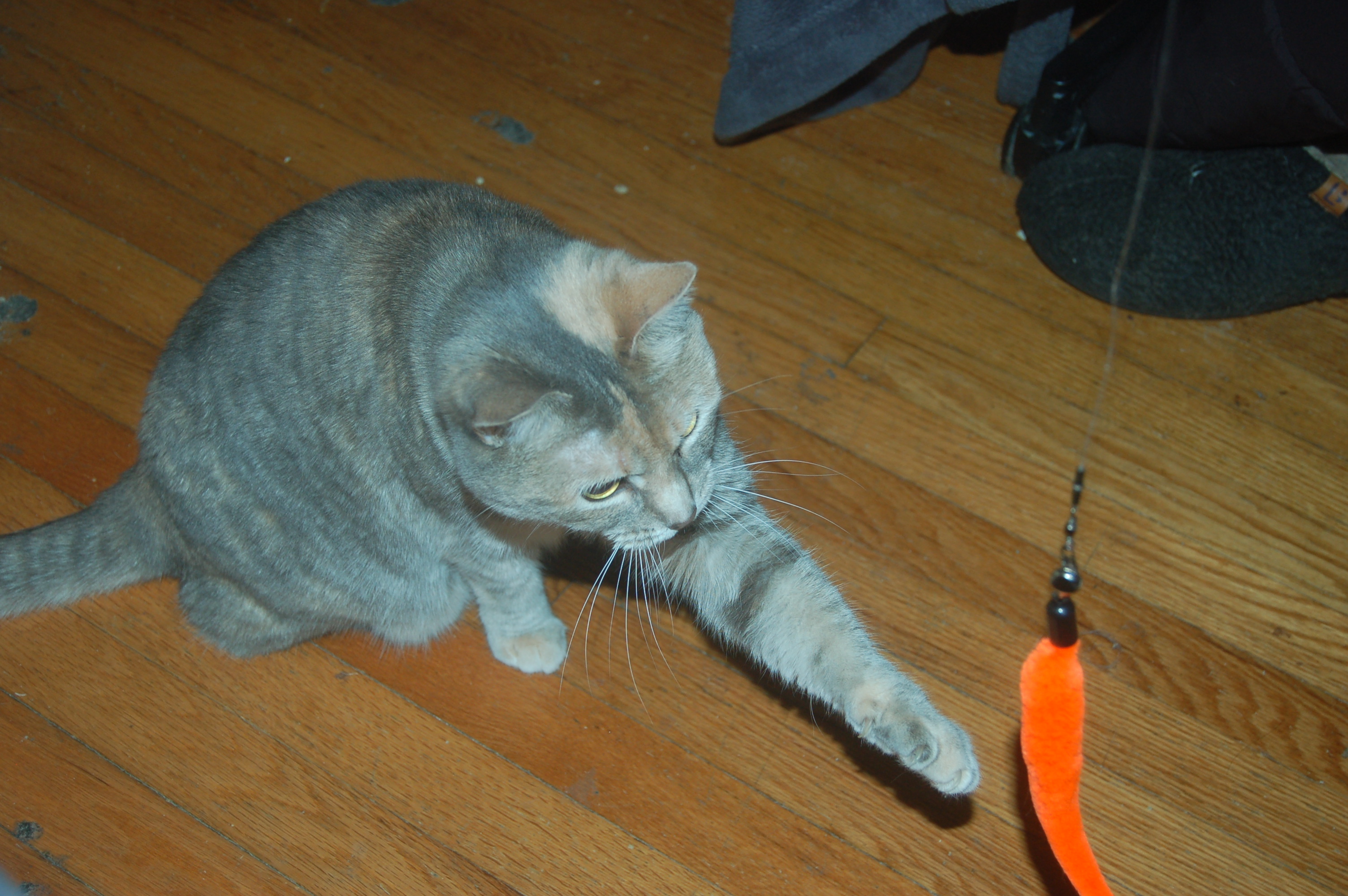 Explorer the Cat
