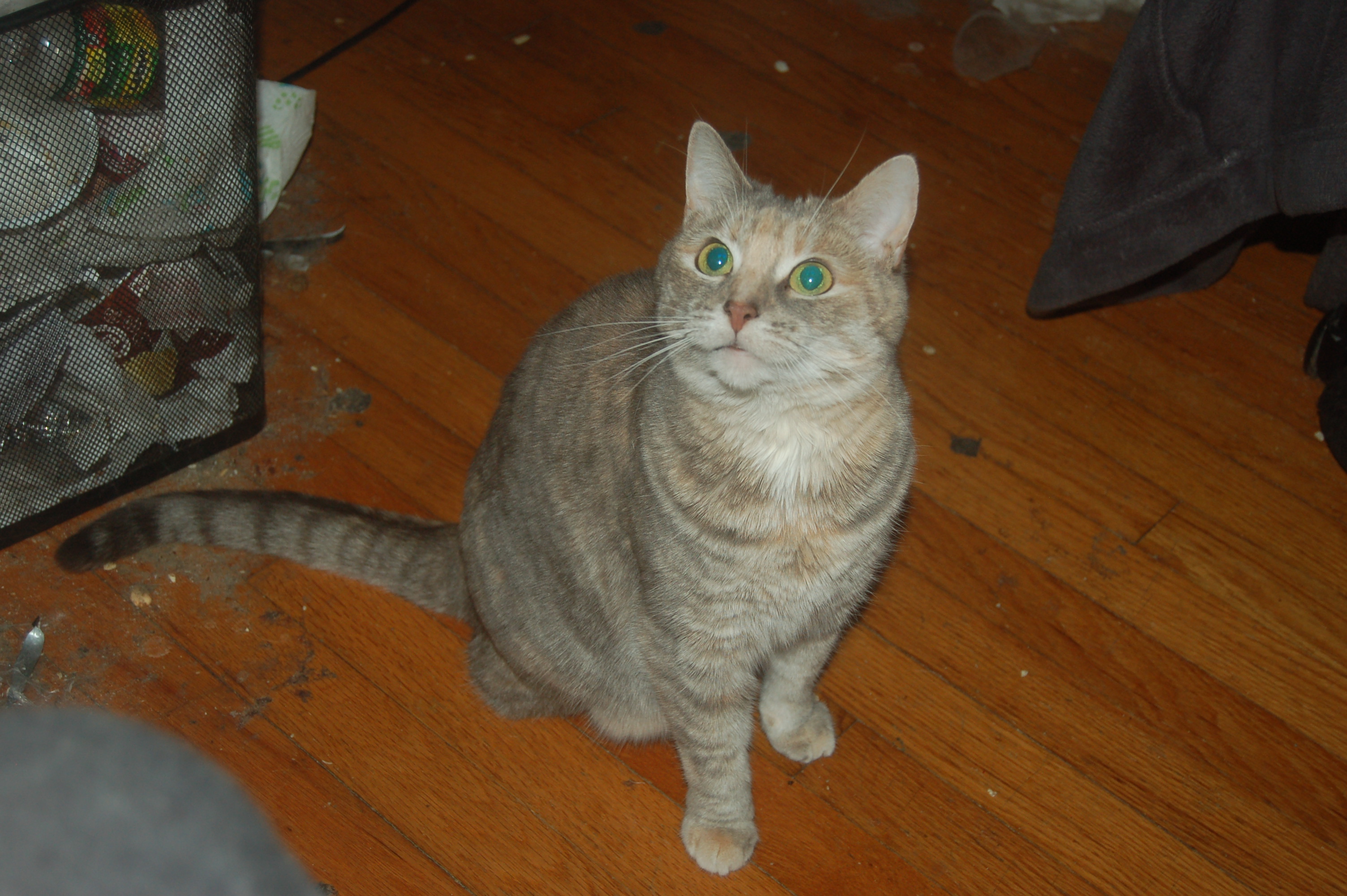 Explorer the Cat